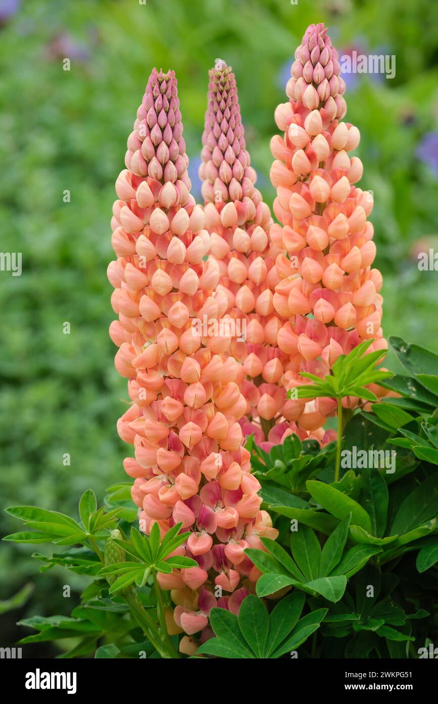 Lupinus Salmon Star, Lupin Salmon Star, pointes de fleurs orange pêche et roses Banque D'Images
