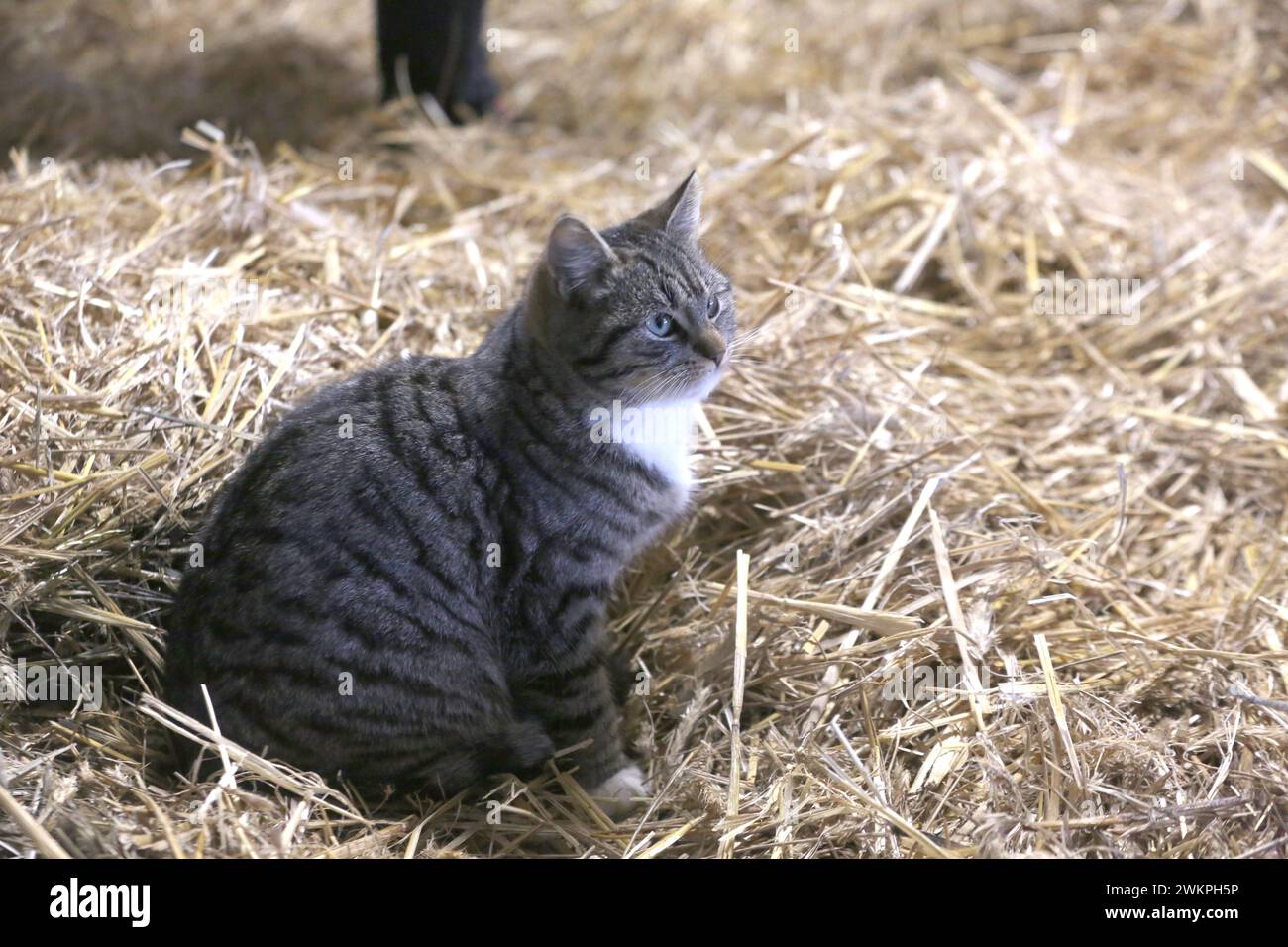 Eine Hauskatze blickt am Dienstag 13.02.2024 in der Gemeinde Ruhner Berge, OT Drenkow Landkreis Ludwigslust Parchim auf dem örtlichen Siebengiebelhof BEI einem Presstermin neugierig in die Kamera. IM Verlauf des Tages besuchte die Bundesministerin für Umwelt, Naturschutz, nukleare Sicherheit und Verbraucherschutz, Steffi Lemke den Hof. Dort informierte sie sich über die aktuellen Herausforderungen in der Landwirtschaft und künftige Lösungsansätze für die Landwirte. DAS landwirtschaftliche Unternehmen ist ein kleiner, innovativer Betrieb mit 25 Milchkühen in Weidehaltung, eigener Käserei und Di Banque D'Images