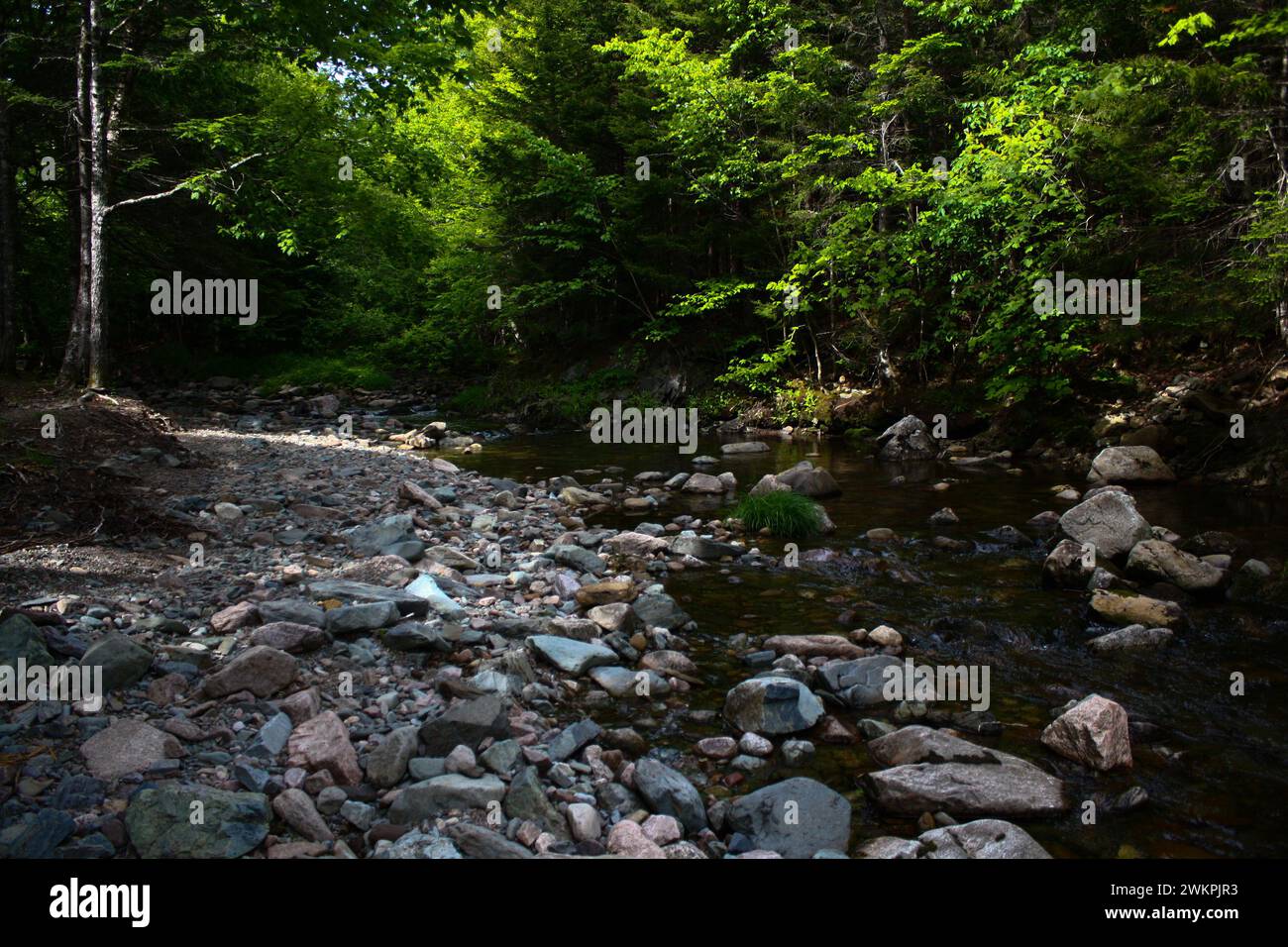 Un ruisseau serein serein à travers une forêt parmi les rochers et les arbres Banque D'Images