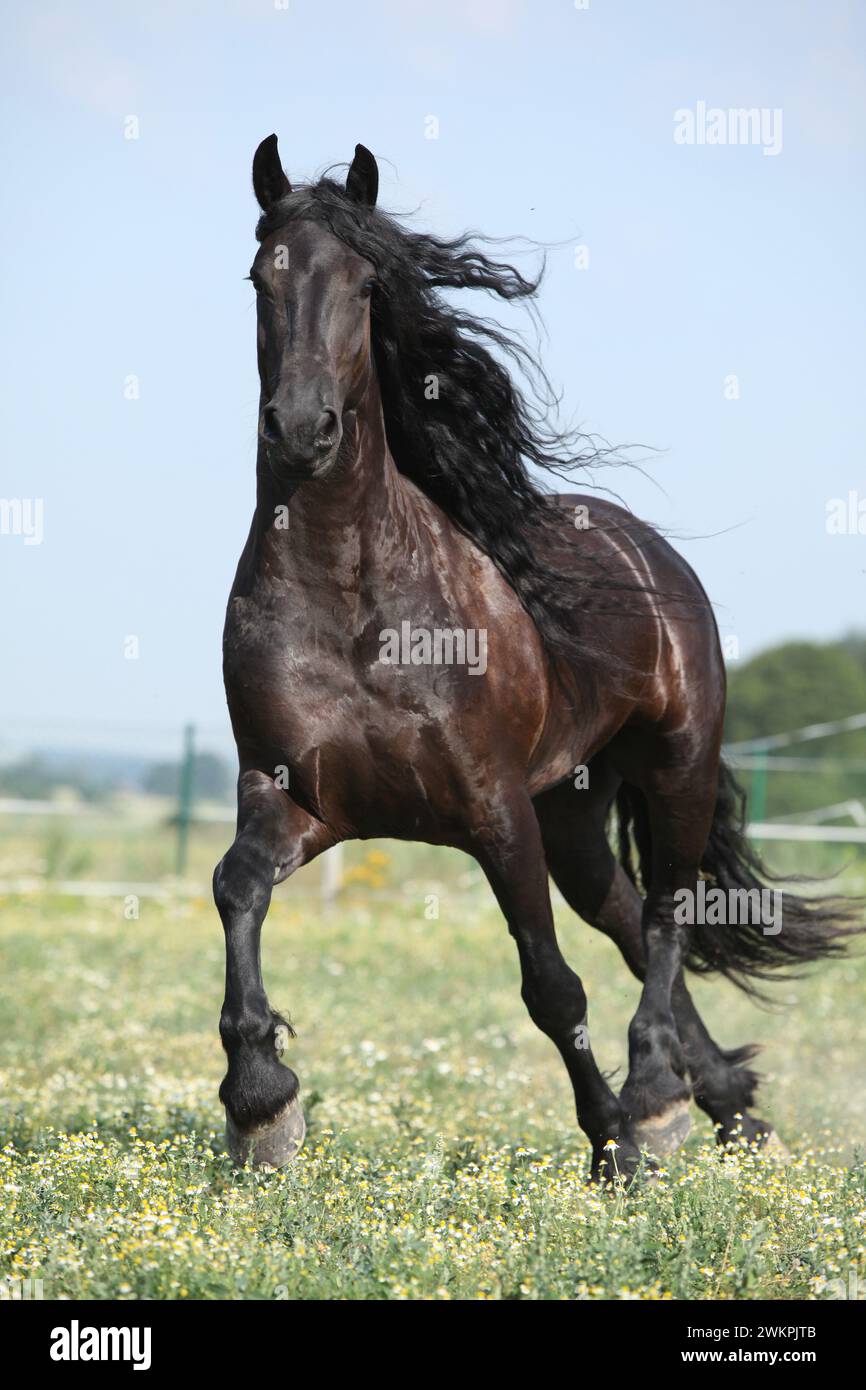 Étonnante jument frisonne qui court sur le pâturage en été Banque D'Images