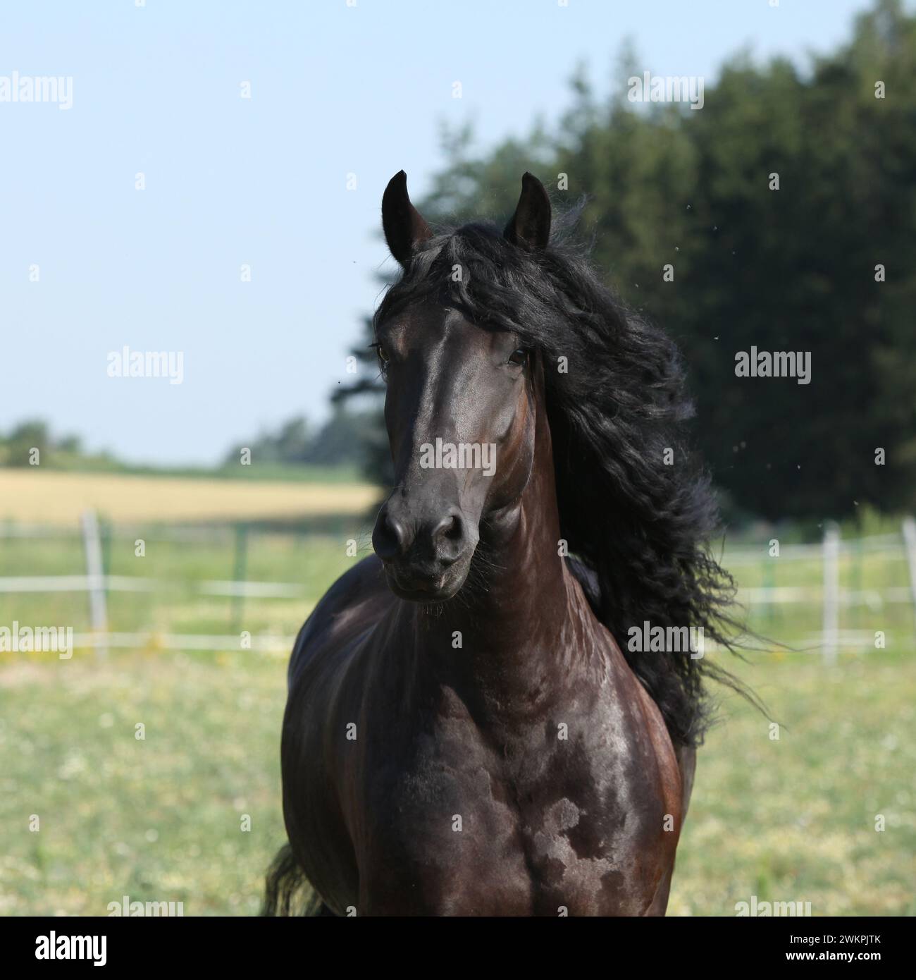 Portrait d'étonnante jument frisonne en cours d'exécution sur le pâturage en été Banque D'Images
