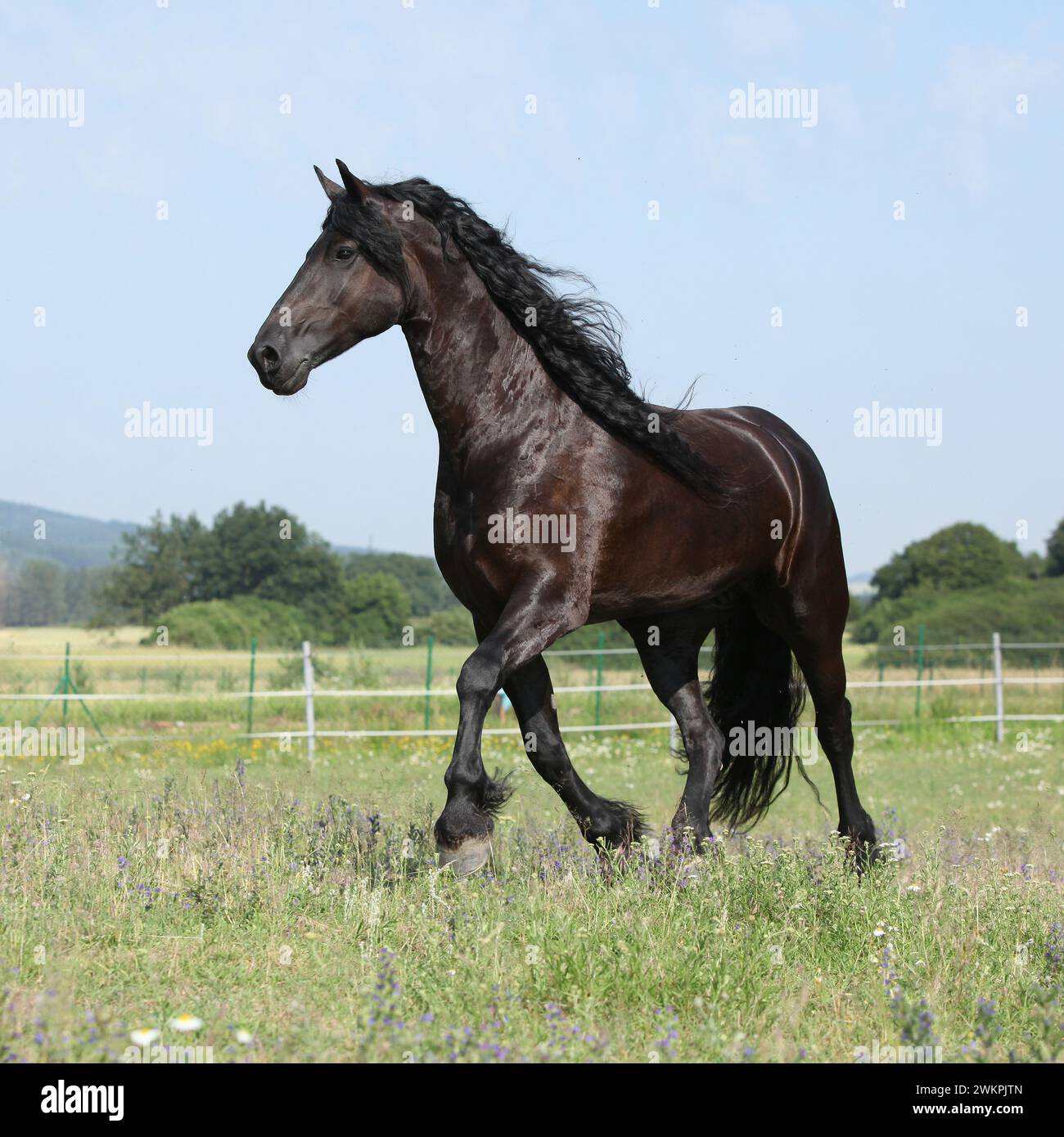 Étonnante jument frisonne qui court sur le pâturage en été Banque D'Images