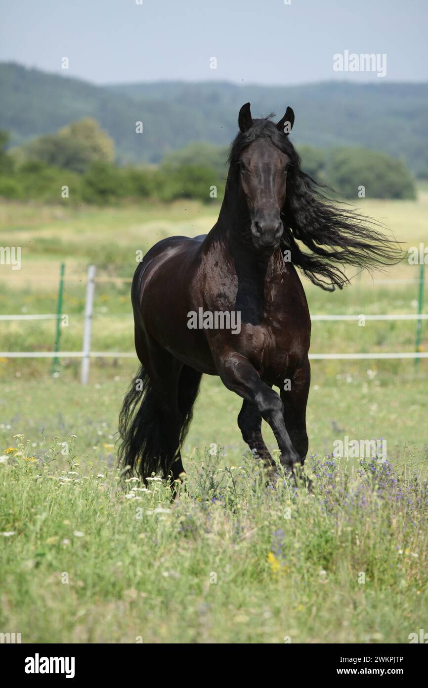 Étonnante jument frisonne qui court sur le pâturage en été Banque D'Images