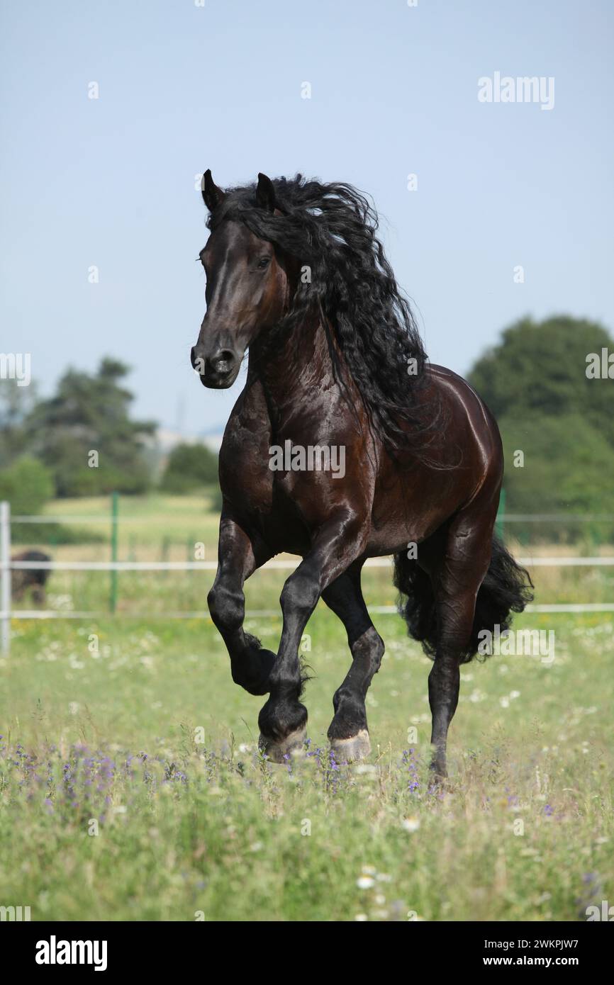 Étonnante jument frisonne qui court sur le pâturage en été Banque D'Images