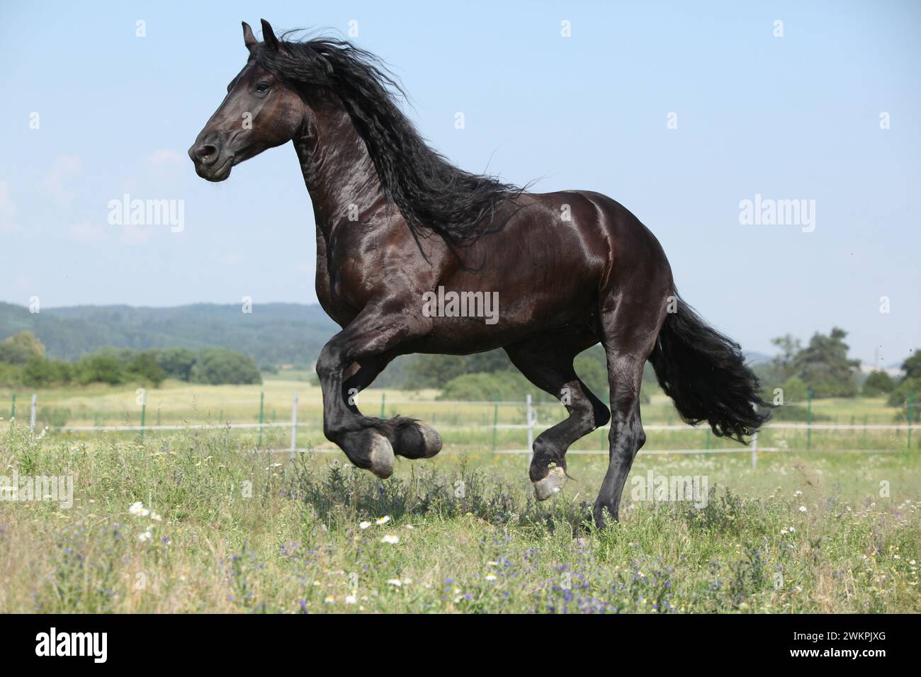 Étonnante jument frisonne qui court sur le pâturage en été Banque D'Images