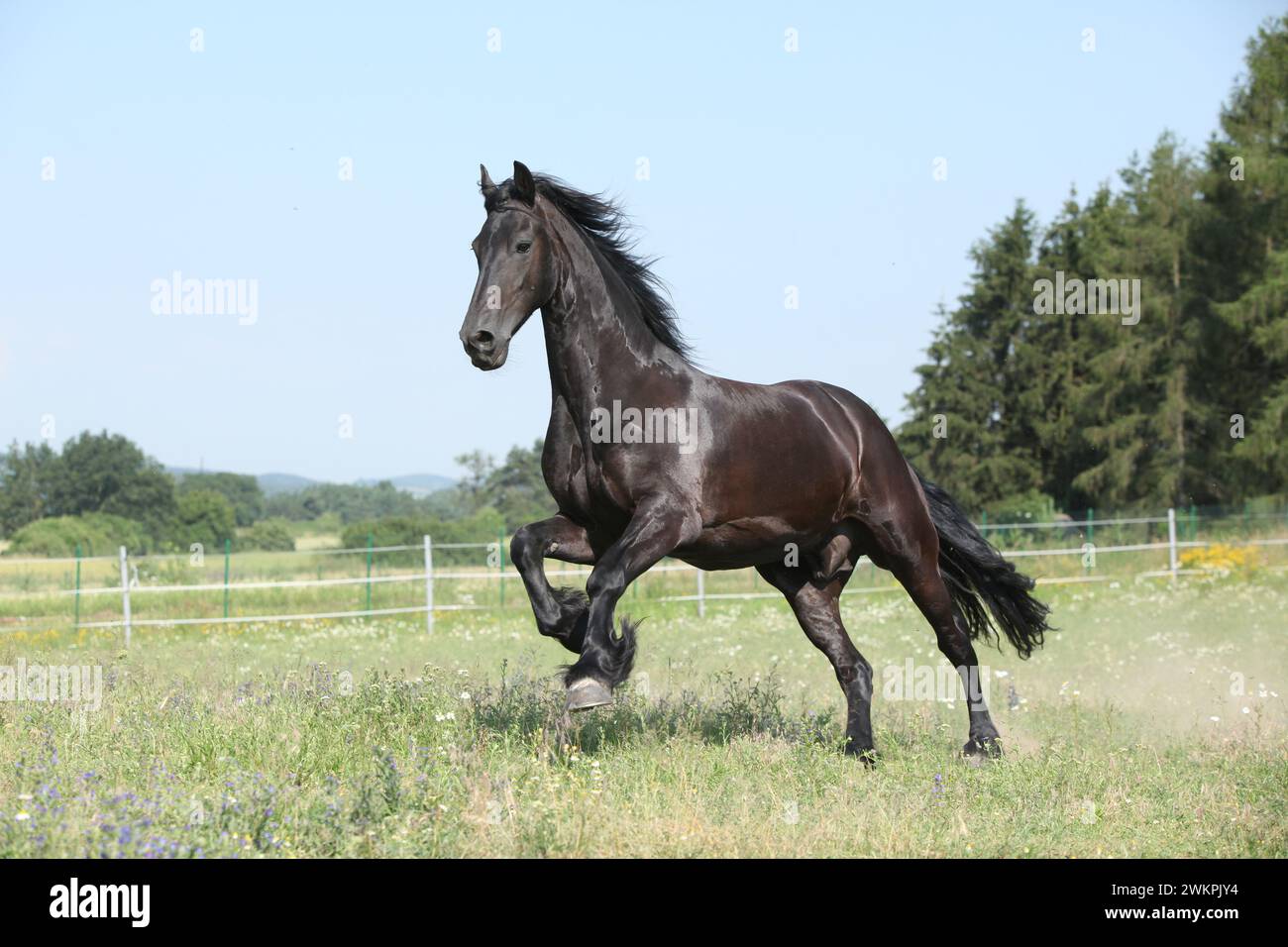 Étonnante jument frisonne qui court sur le pâturage en été Banque D'Images