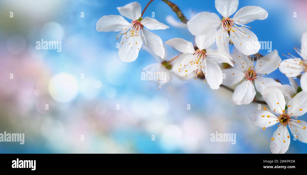 Belles fleurs de cerisier blanc délicates avec fond bokeh bleu et espace copie, format panorama Banque D'Images