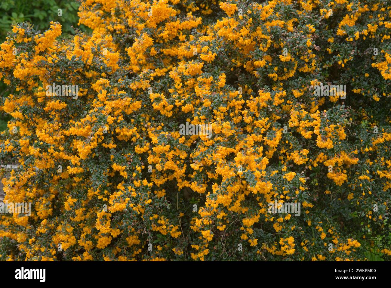 L'épine-épine de Darwin (Berberis darwinii) recouverte de grappes de petites fleurs oranges sur de petites feuilles épineuses ovales vert foncé à feuilles persistantes, Berkshire, mai Banque D'Images
