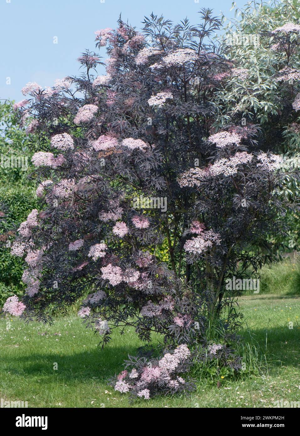 Sambucus nigra 'Black Lace', un petit arbre à feuilles caduques avec des feuilles violettes foncées et des parapluies blanches à roses dans un jardin, Berkshire, juin Banque D'Images