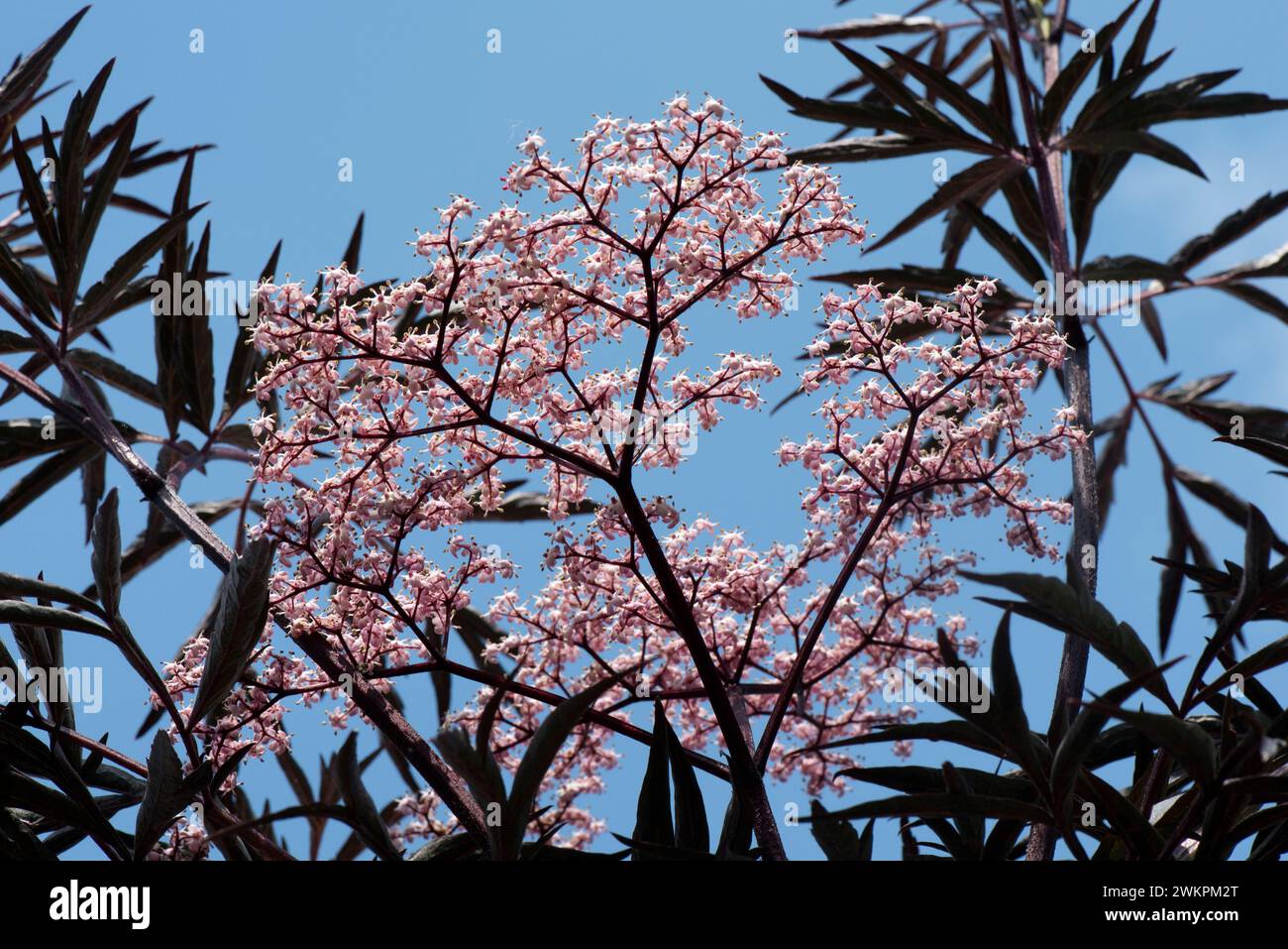 Sambucus nigra 'Black Lace', un petit arbre à feuilles caduques avec des feuilles violettes foncées et des parapluies blanches à roses dans un jardin, Berkshire, juin Banque D'Images