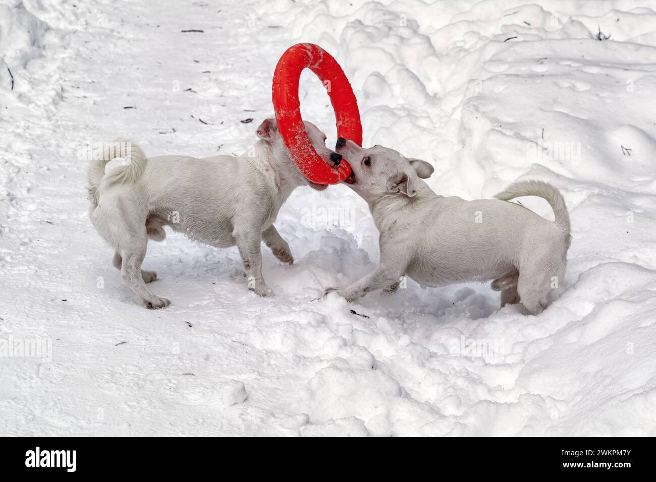 Deux petits chiens blancs jouent avec un cerceau en caoutchouc rouge dans la neige. Banque D'Images