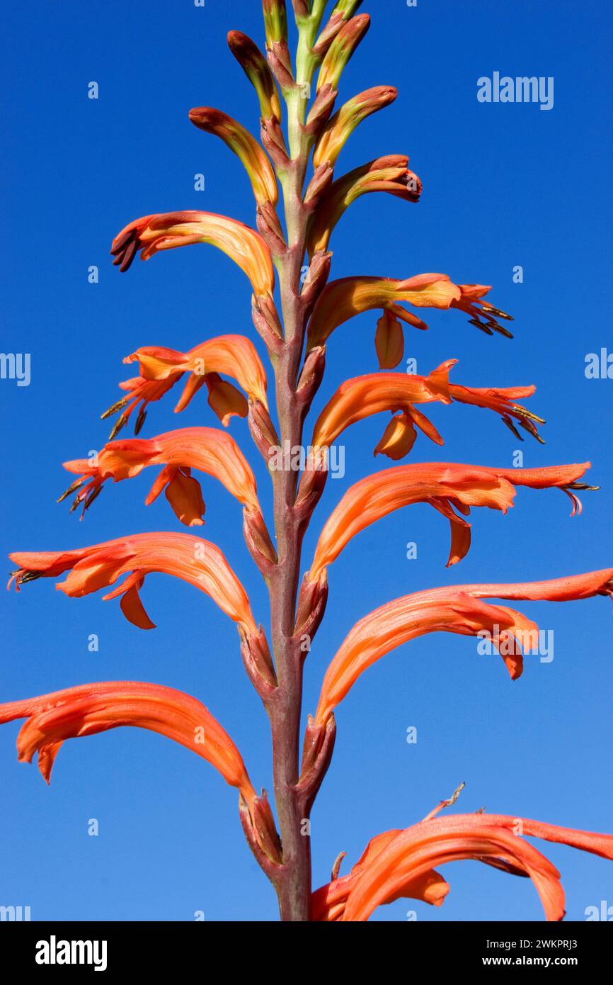 Drapeau africain (Chasmanthe floribunda) Stattliche Rachenlilie Banque D'Images