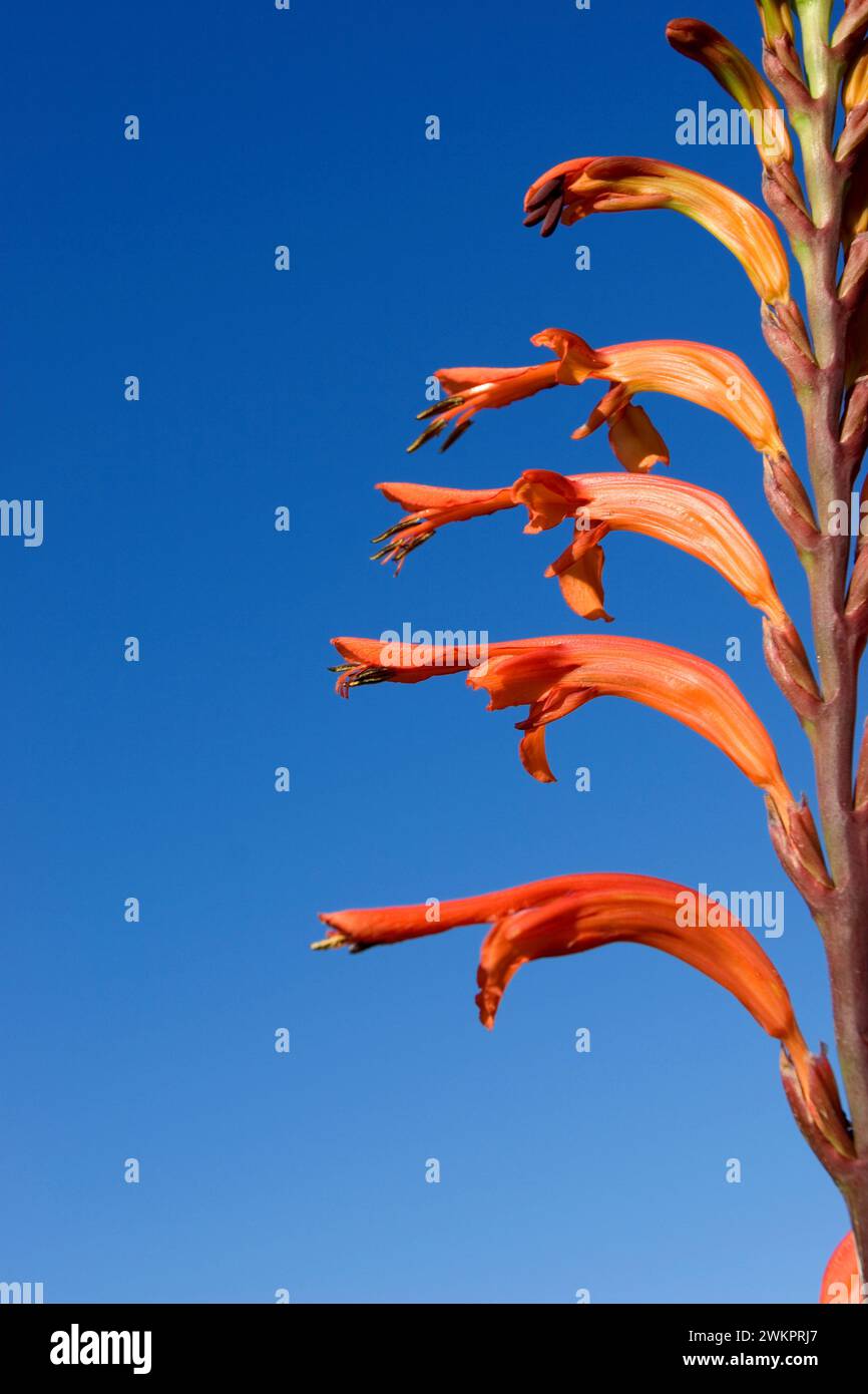 ABBBH1 Europe Espagne Îles Canaries la Palma fleurs sauvages typiques Banque D'Images