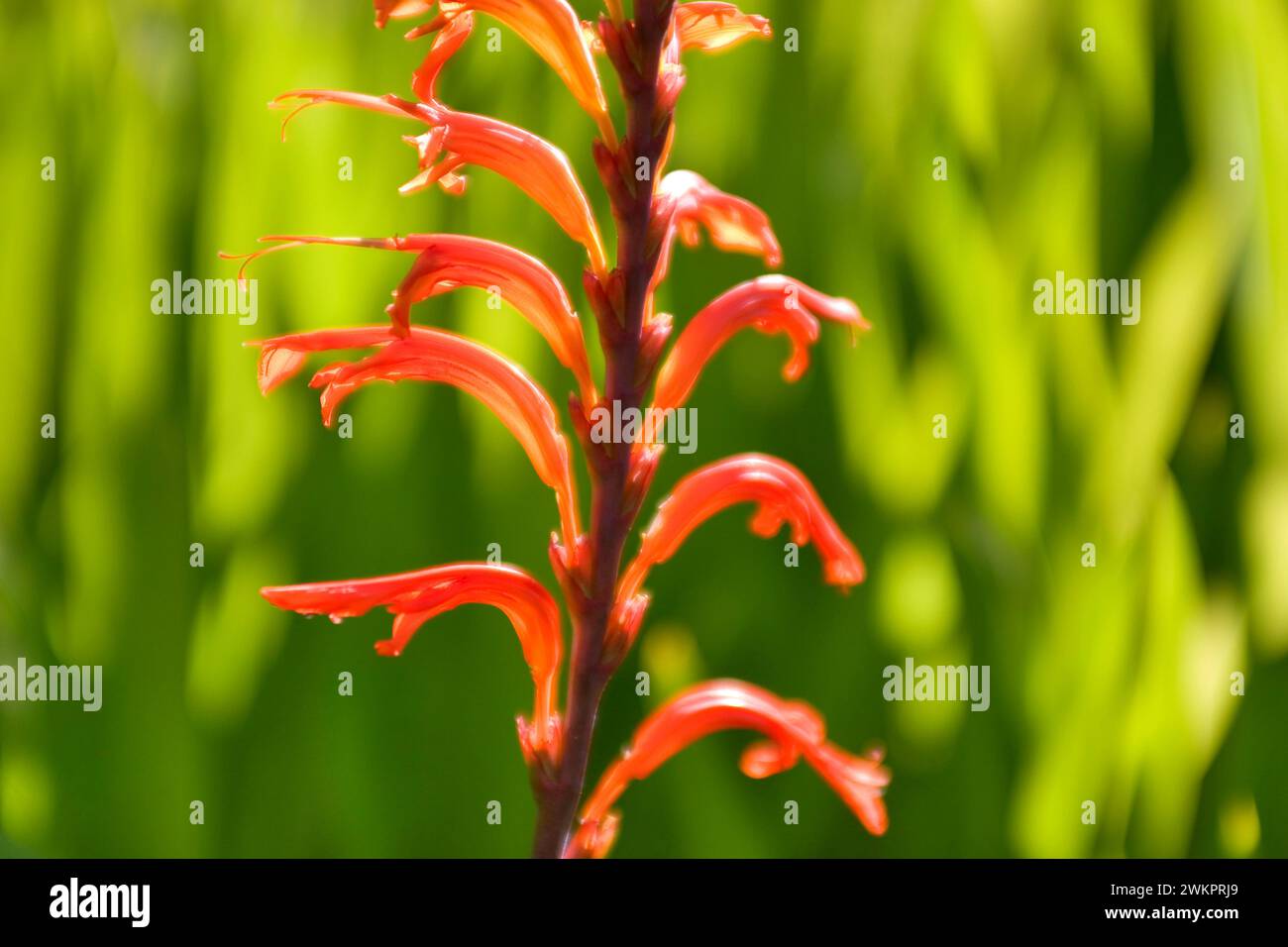 Drapeau africain (Chasmanthe floribunda) Banque D'Images