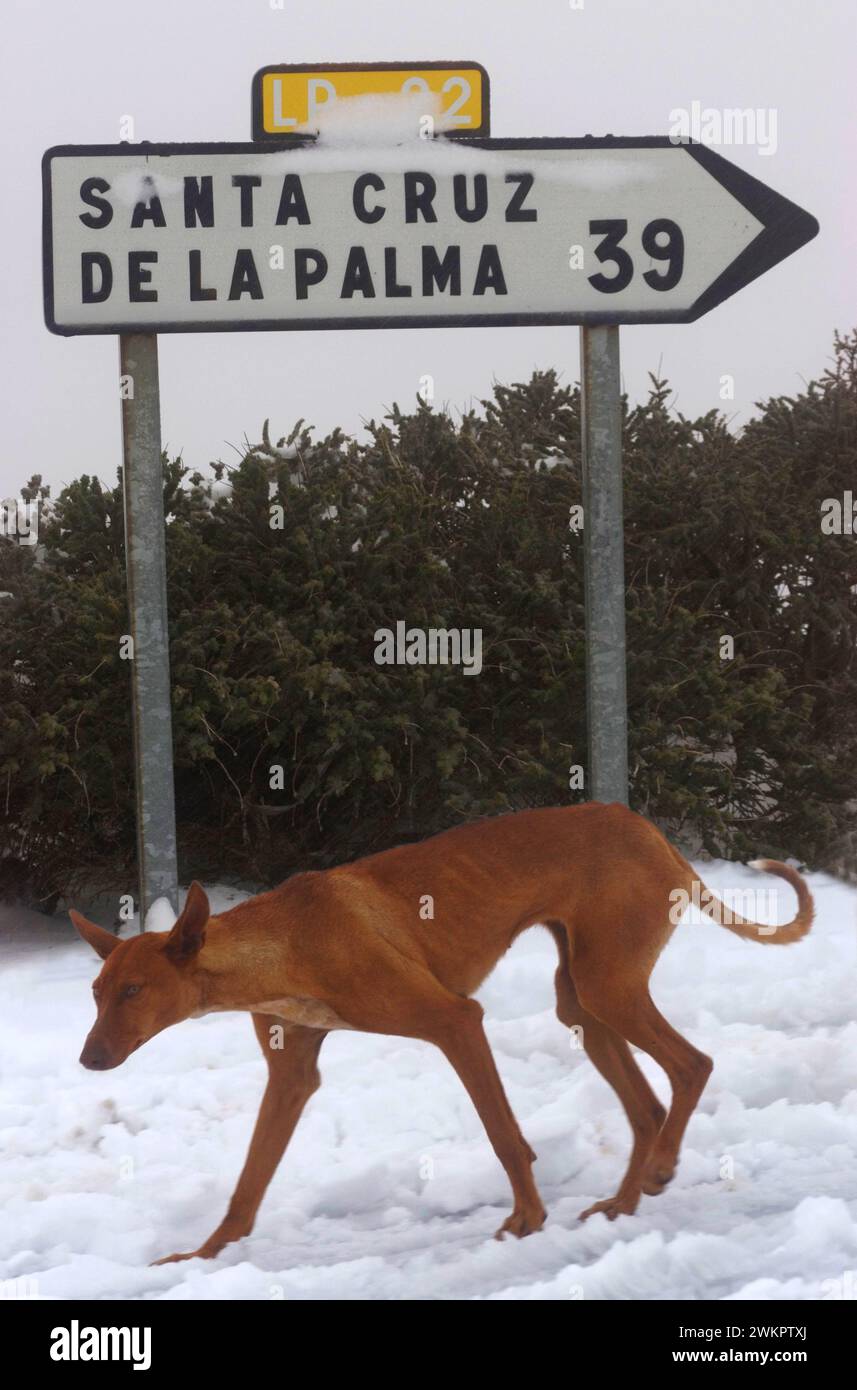 Maigre Podenco Canario dans la neige près des observatoires, Roque de los Muchachos, la Palma, Îles Canaries, Espagne Banque D'Images