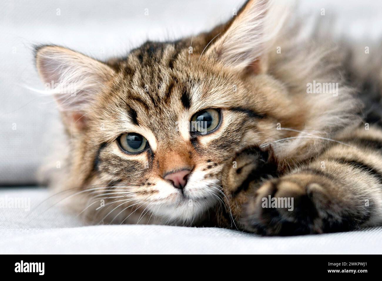 Chat sibérien au canapé Banque D'Images