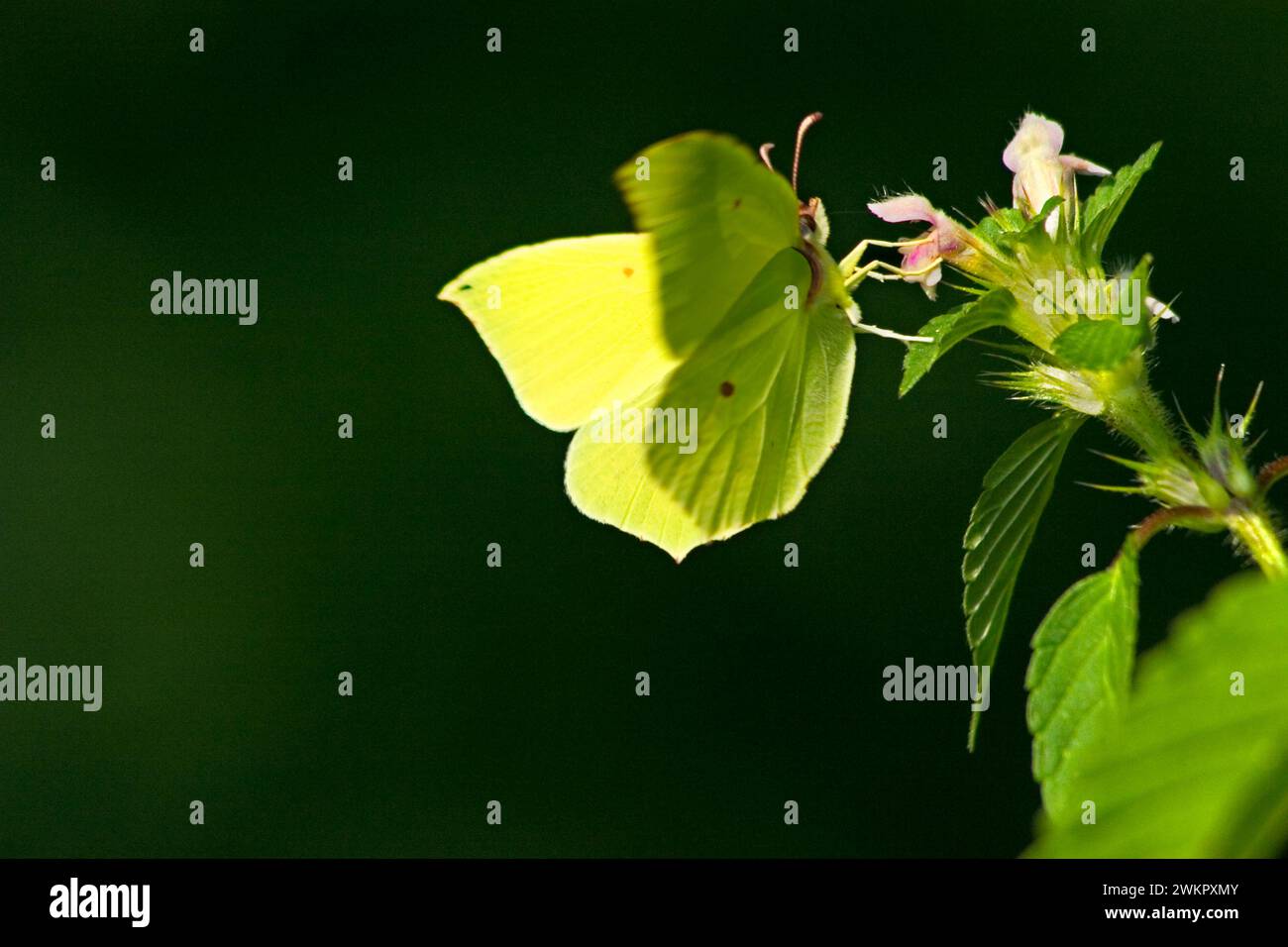 A4H9D3 Brimstone gonepteryx rhamni femelle sur ortie morte lamium maculatum Allemagne Europe Banque D'Images