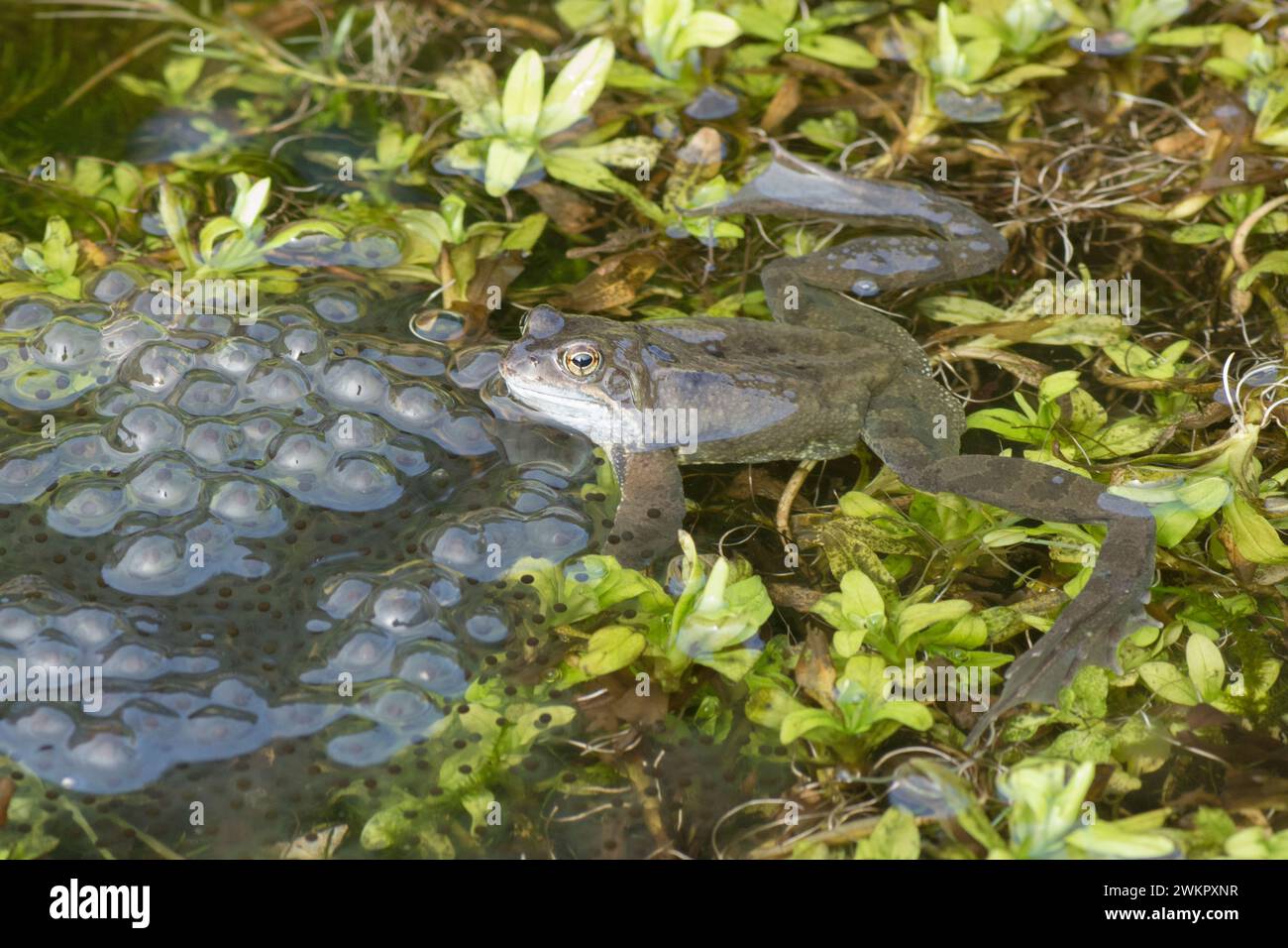 Grenouille Rousse, Rana temporaria, homme, l'attente sur le frai de grenouille dans l'étang de reproduction pour les femelles d'arriver pour le frai, Février, étang de jardin Banque D'Images