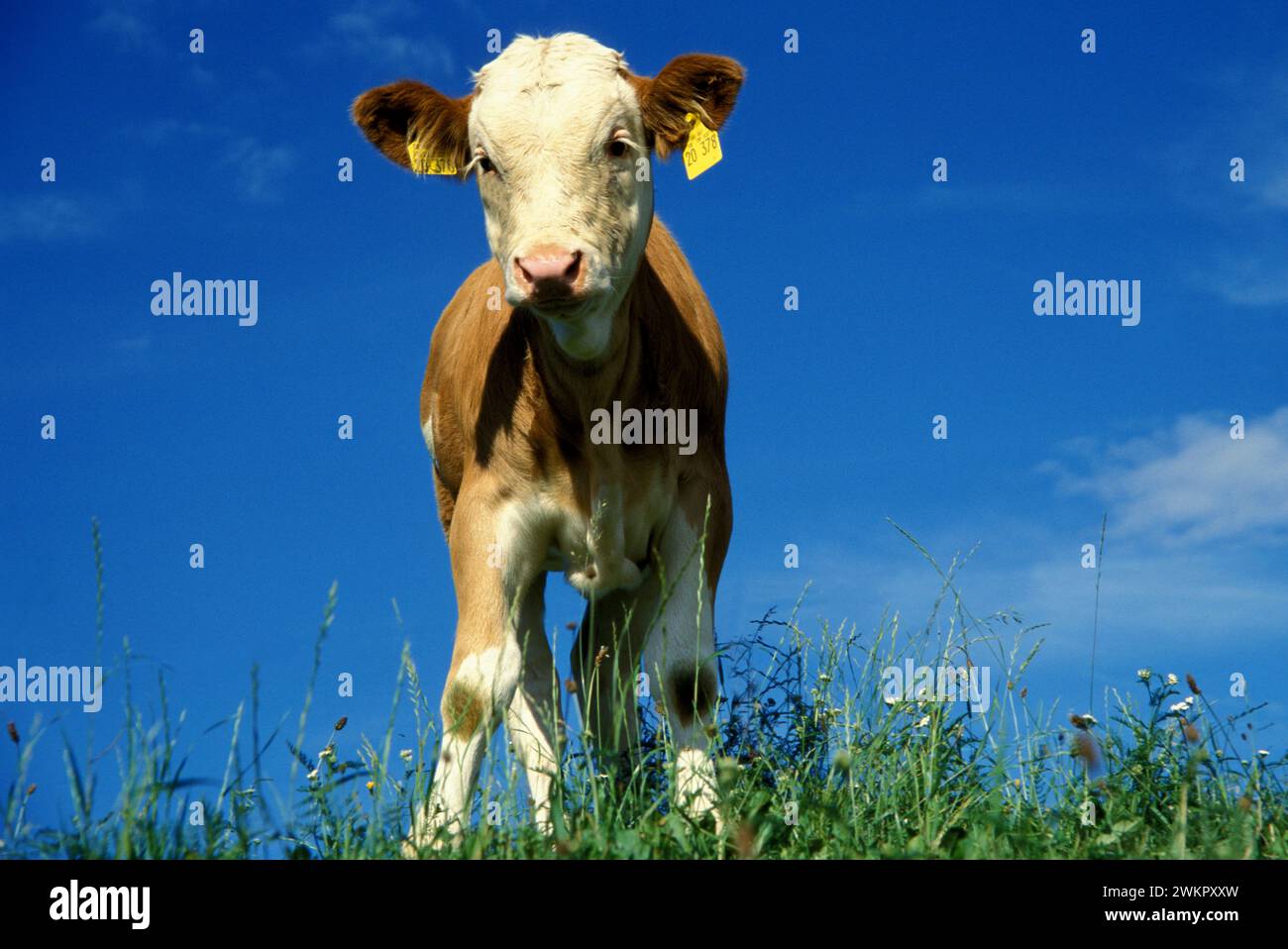 A65974 veau vache Bavière allemagne brun blanc Banque D'Images