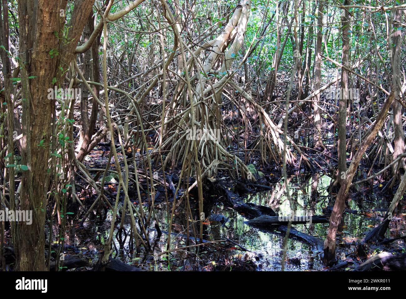 Mangrove. Yucatan, Mexique. Banque D'Images
