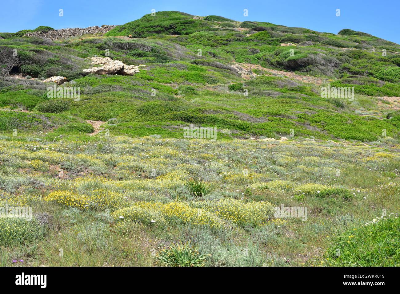 Macchia ou maquis est un biome formé par des arbustes à feuilles persistantes. Dans cette image, les espèces dominantes sont les faux privet à feuilles étroites (Phyllirea angustifolia) et l Banque D'Images