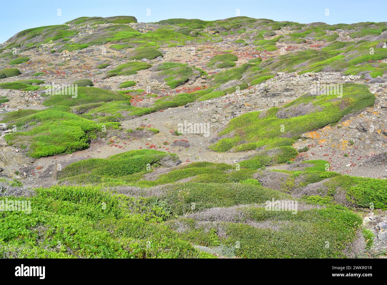 Macchia ou maquis est un biome formé par des arbustes à feuilles persistantes. Dans cette image, les espèces dominantes sont les faux privet à feuilles étroites (Phyllirea angustifolia) et l Banque D'Images
