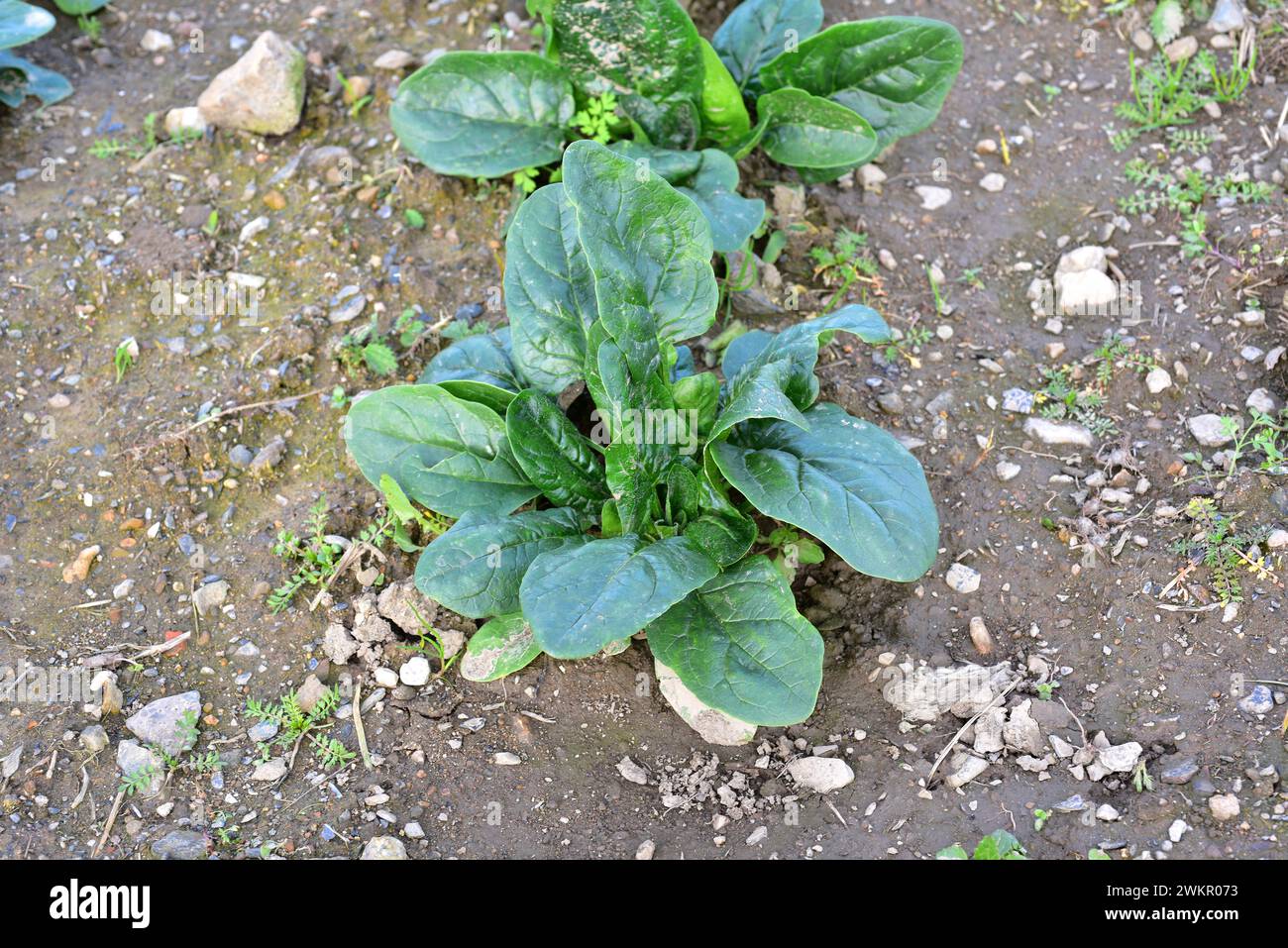 L'épinard (Spinacia oleracea) est une plante annuelle comestible originaire d'Asie et largement cultivée dans le reste du monde. Cette photo a été prise au Baix Llob Banque D'Images