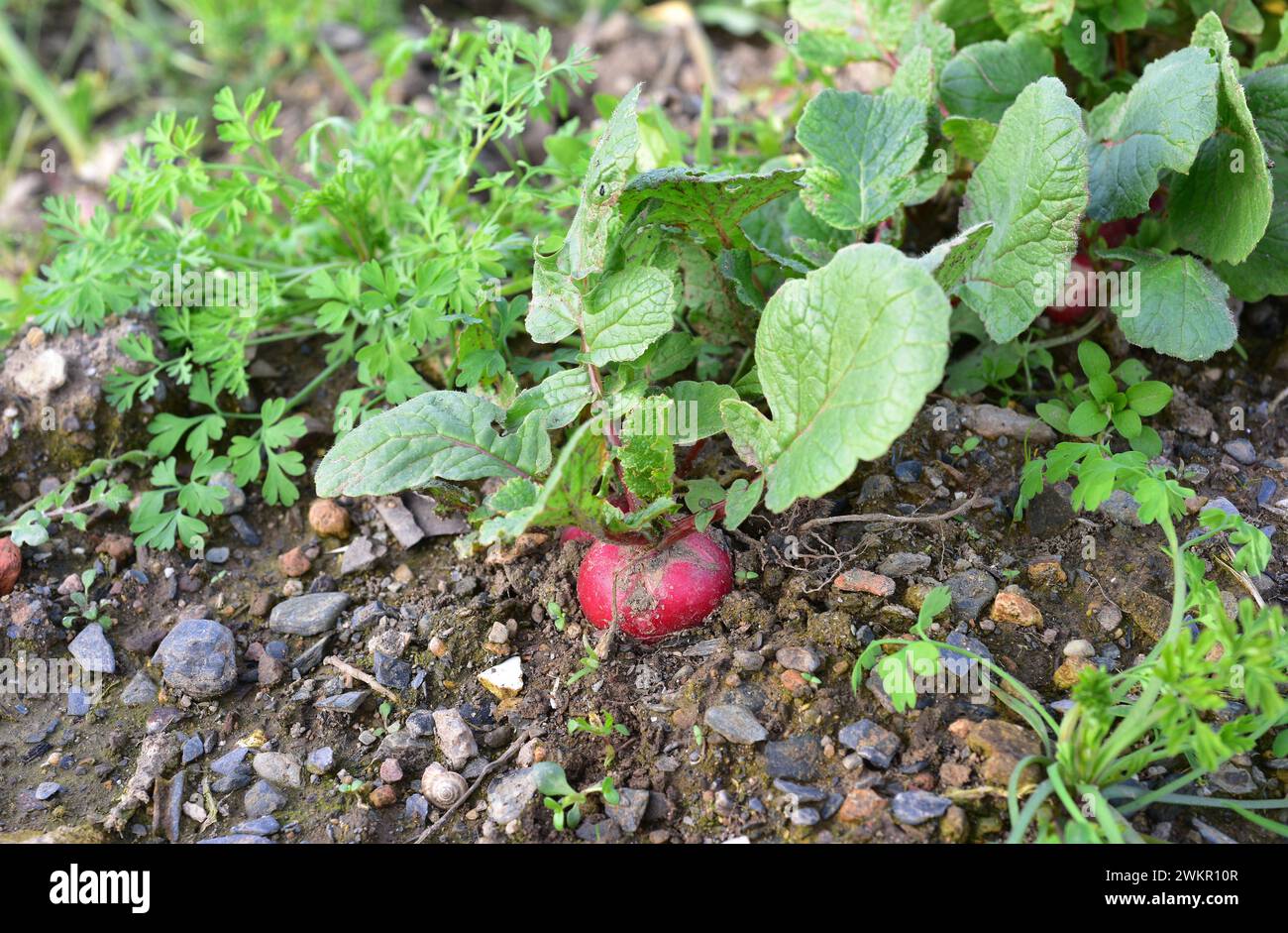 Le radis (Raphanus sativus) est une plante annuelle de racine comestible. Cette photo a été prise à Baix Llobregat, province de Barcelone, Catalogne, Espagne. Banque D'Images