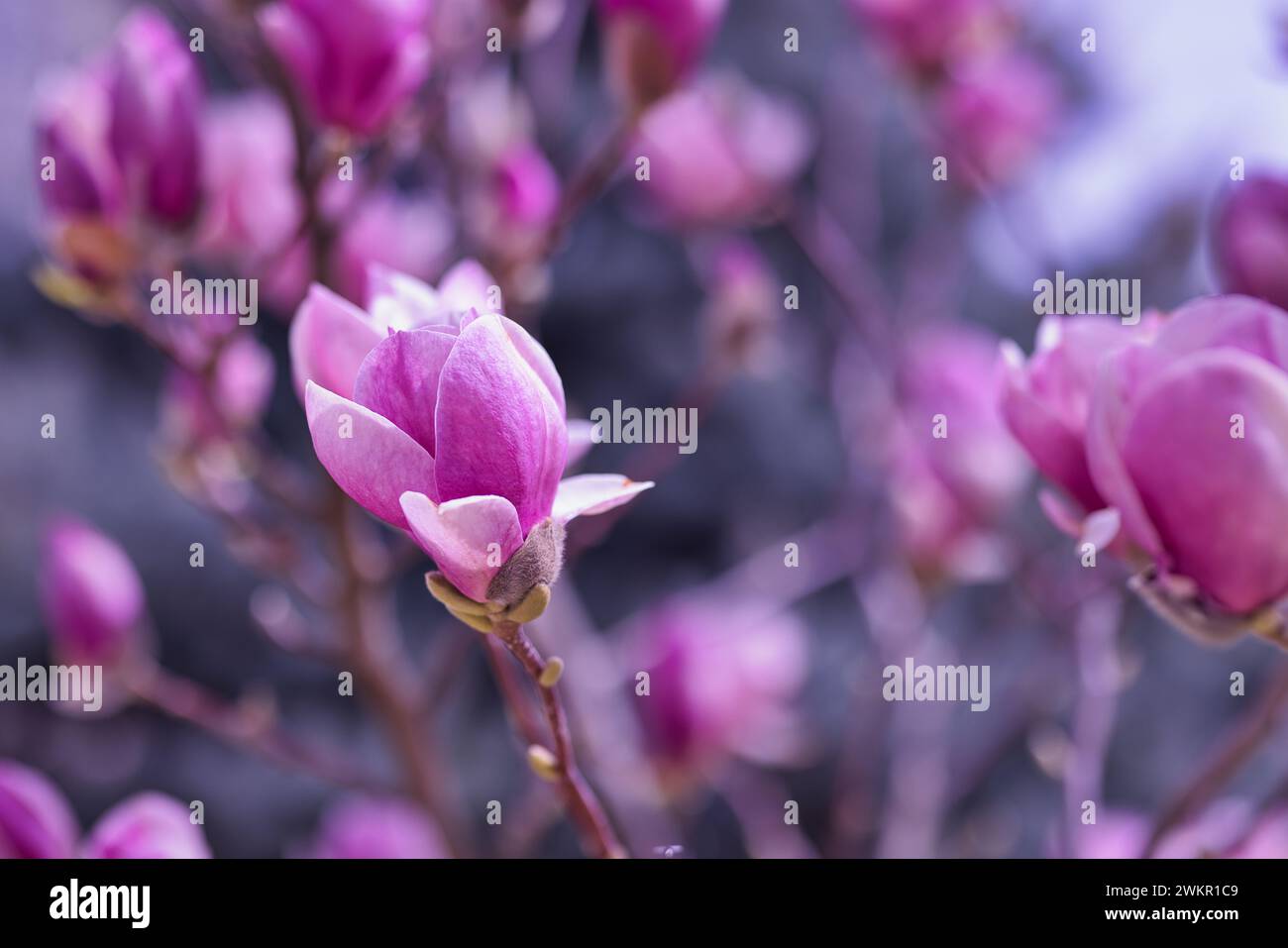 Fond de fleur de printemps. Belle scène de la nature avec arbre en fleurs et gouttes de pluie. Bourgeons floraux de printemps artistiques, paysage naturel étonnant Banque D'Images