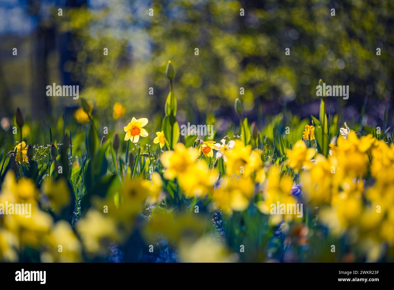 Fraîche belle floraison jonquille, fleurs ensoleillées printanières dans la nature sauvage. Narcisse au printemps. Narcisse comme symbole du printemps. Spring Field Banque D'Images