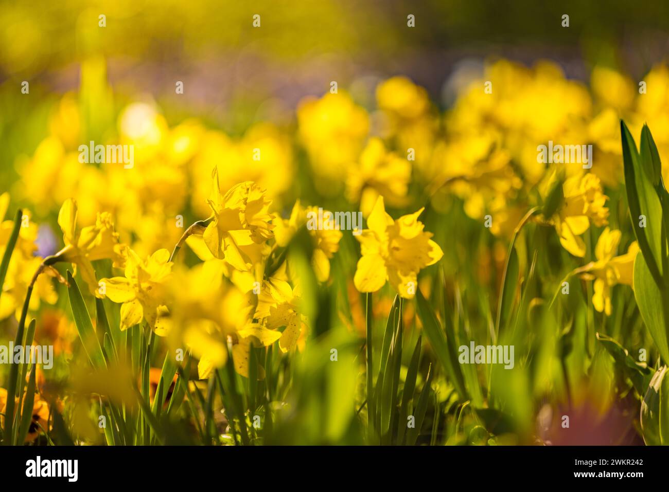 Fraîche belle floraison jonquille, fleurs ensoleillées printanières dans la nature sauvage. Narcisse au printemps. Narcisse comme symbole du printemps. Spring Field Banque D'Images