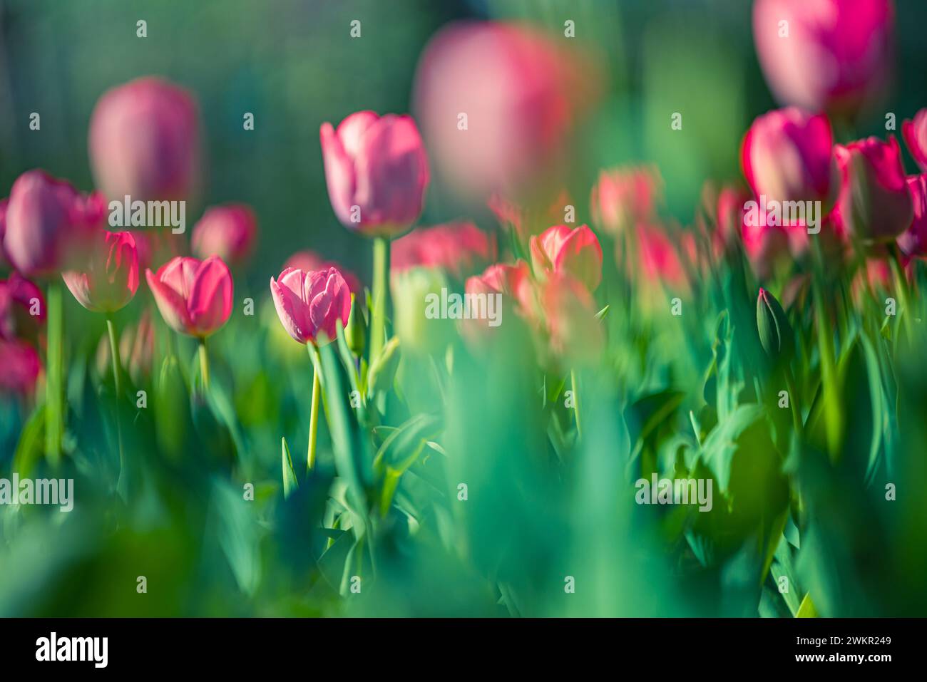 Gros plan printemps nature paysage. Des tulipes roses colorées fleurissent sous la lumière du soleil sur un arrière-plan flou été Banque D'Images