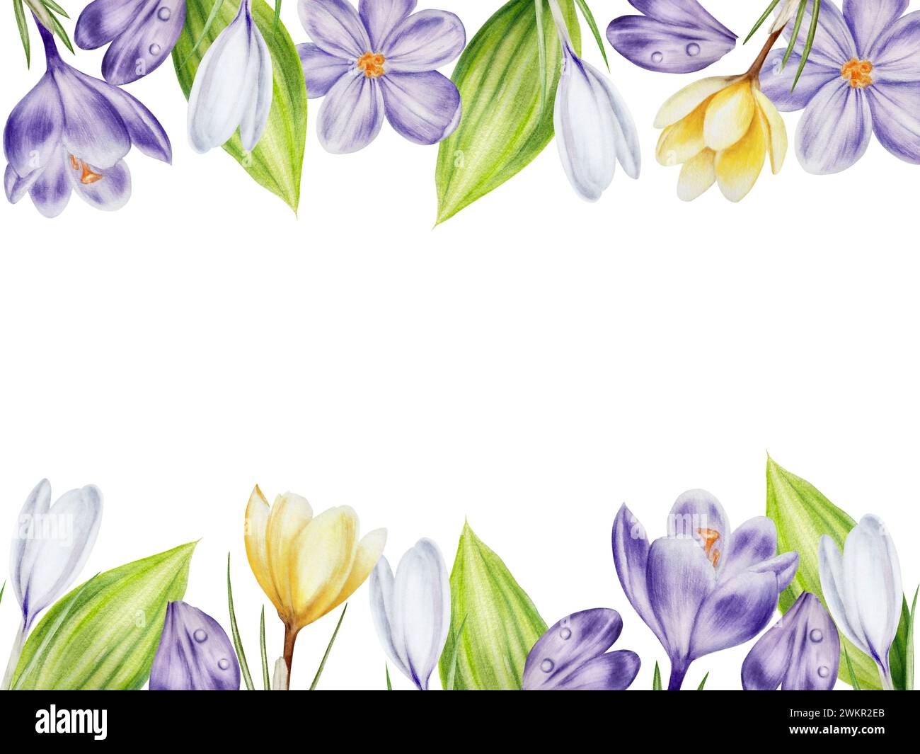 Cadre aquarelle avec fleurs de crocus florissantes jaunes, violettes et blanches isolées sur fond blanc. Modèle de printemps et de pâques, main botanique painte Banque D'Images