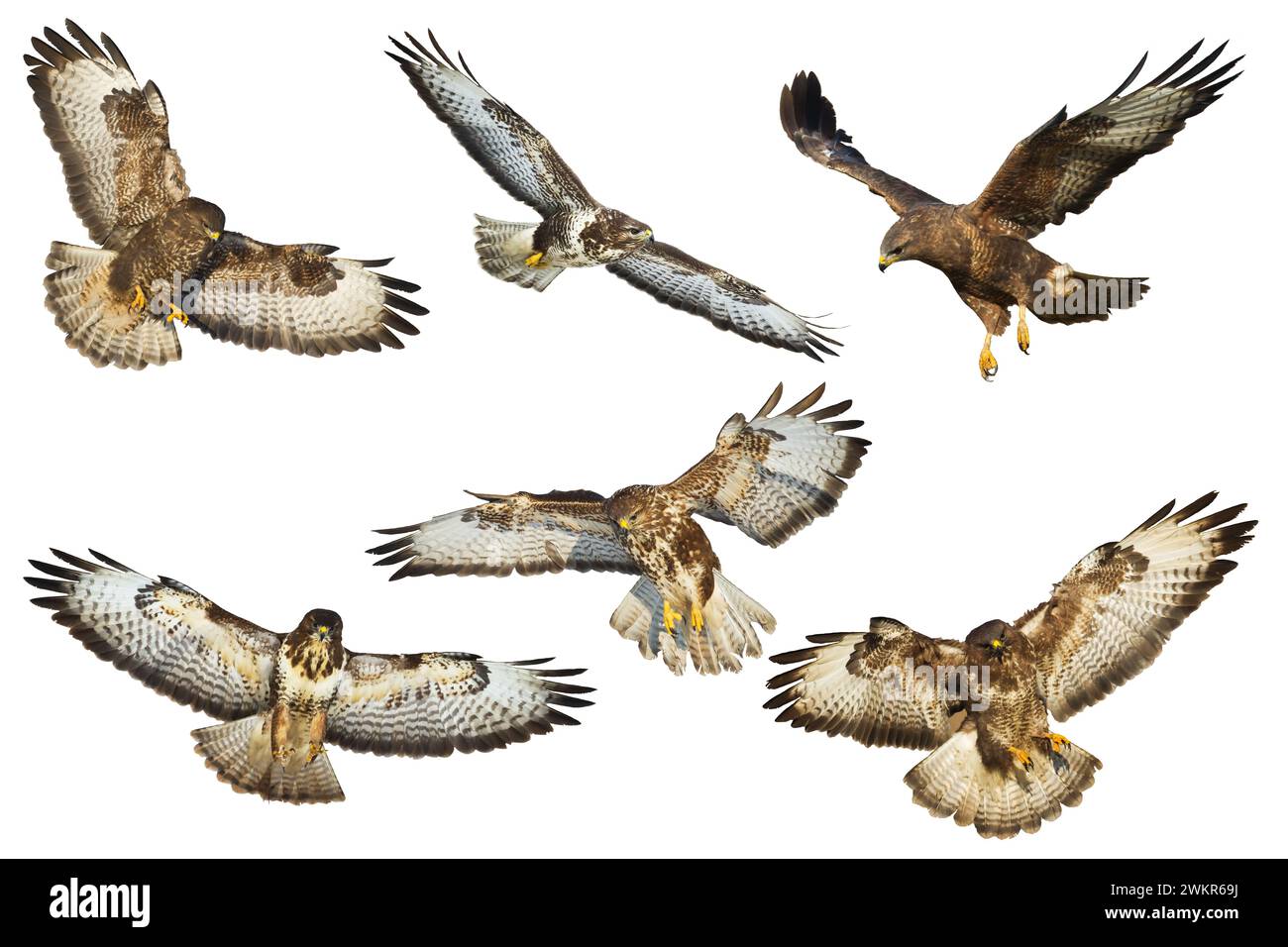Oiseaux de proie - Buzzard commun Buteo buteo volant, oiseau faucon, oiseau prédateur gros plan oiseau volant isolé sur fond blanc - set, mélange six vol Banque D'Images