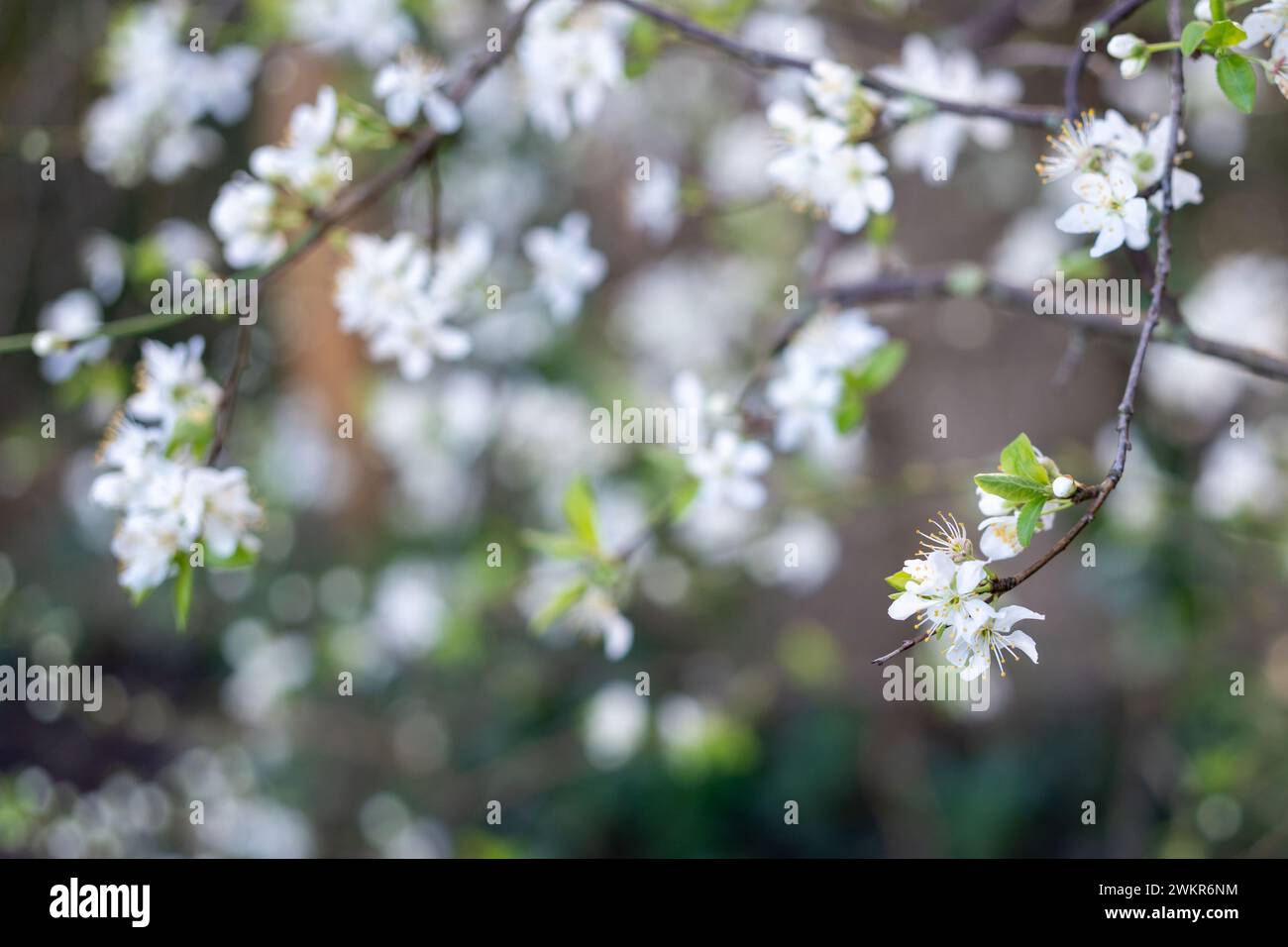 Délicates fleurs blanches d'arbres, signe du début du printemps. Fond ou thème de la nature. Banque D'Images