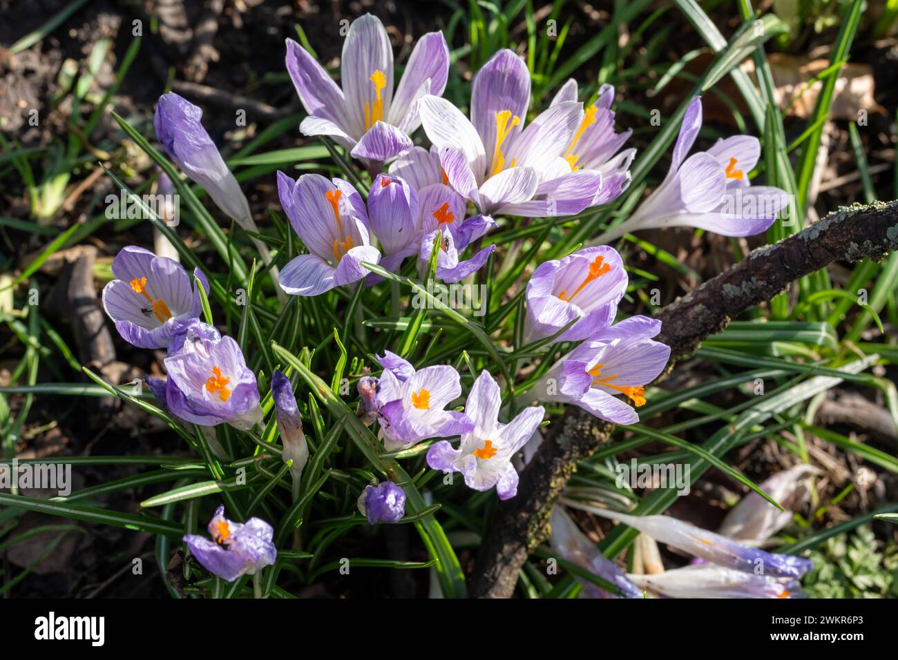 Un groupe de fleurs de crocus lilas au début du printemps. Arrière-plan de la nature. Banque D'Images