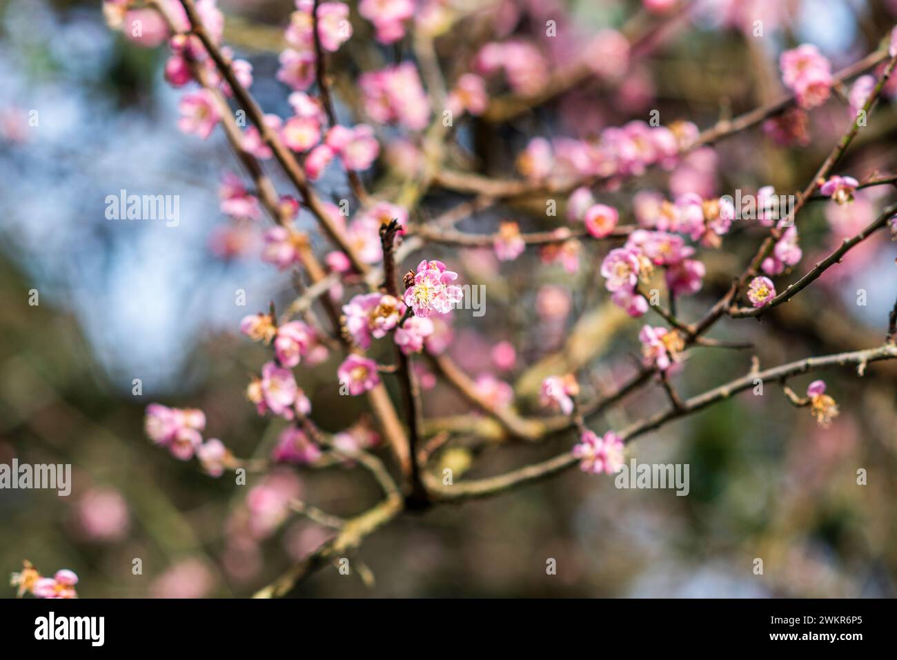 Fleurs roses florissantes au printemps sur un arbre. Banque D'Images