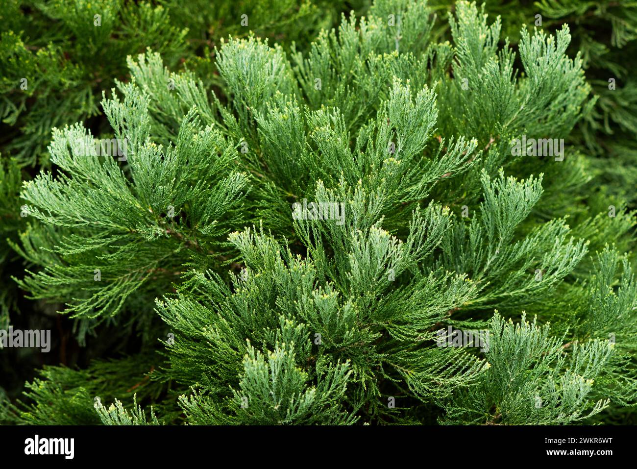 Texture des feuilles d'Ilex aquifolium poussant dans le jardin. Banque D'Images
