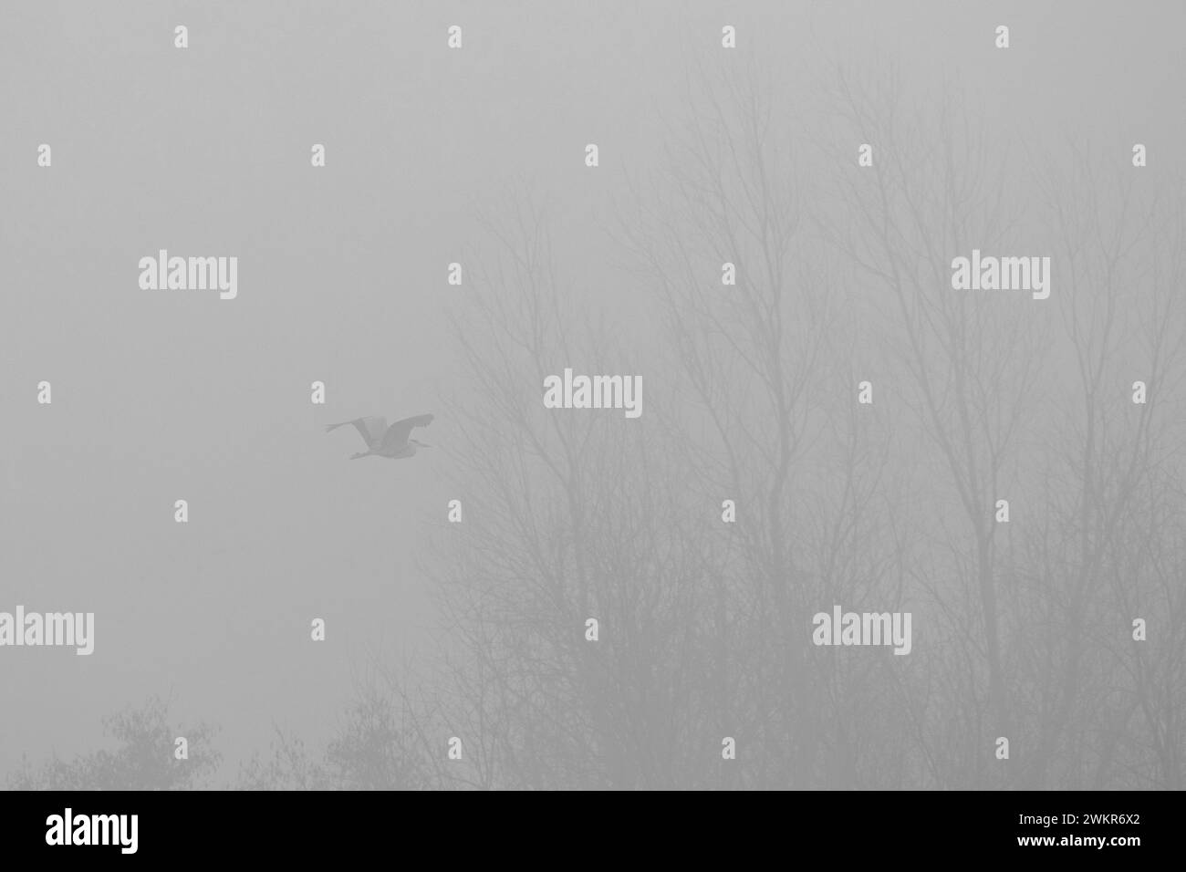 Sihouette d'un héron en vol avec des arbres en arrière-plan, comté de Durham, Angleterre, Royaume-Uni. Banque D'Images
