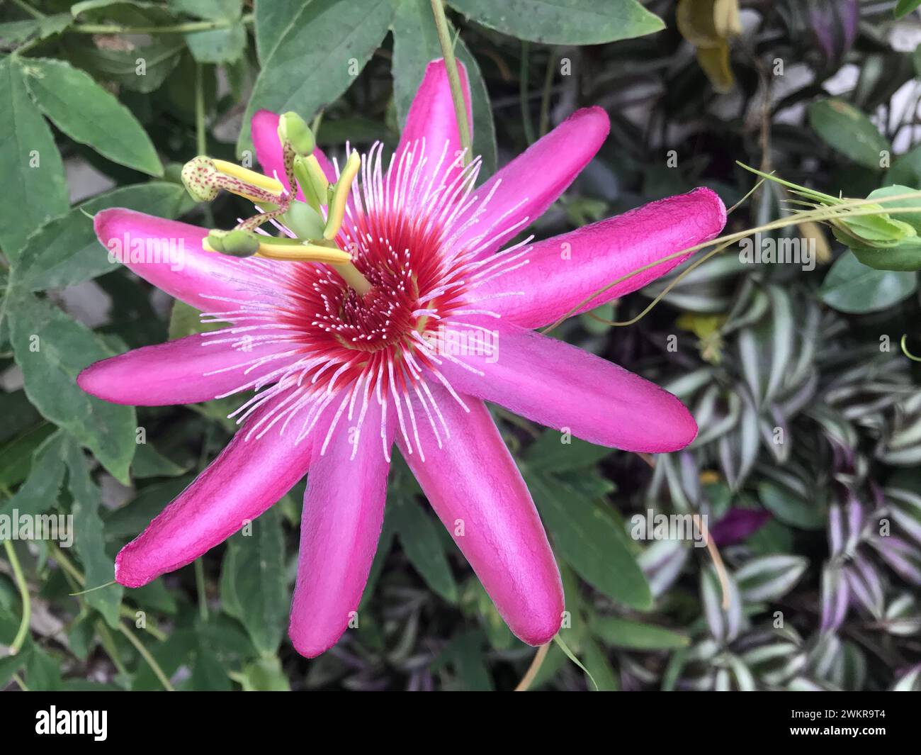 Fleur de passion rose et violette avec de la verdure derrière. Banque D'Images