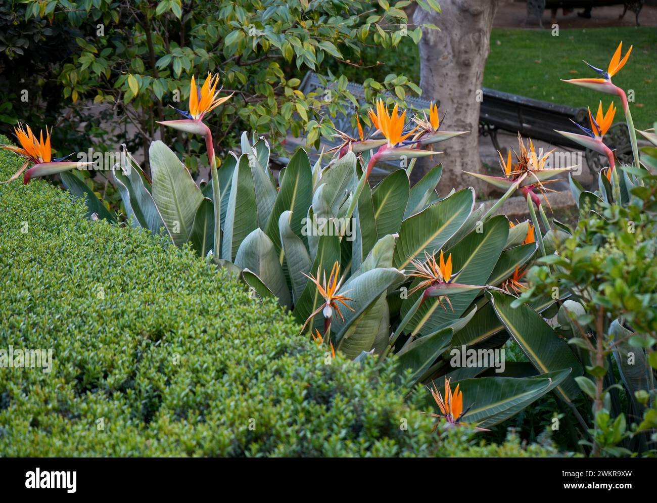 Belles fleurs d'oiseau de paradis rouge et orange (Strelitzia Reginae) à Santiago, Chili. Banque D'Images