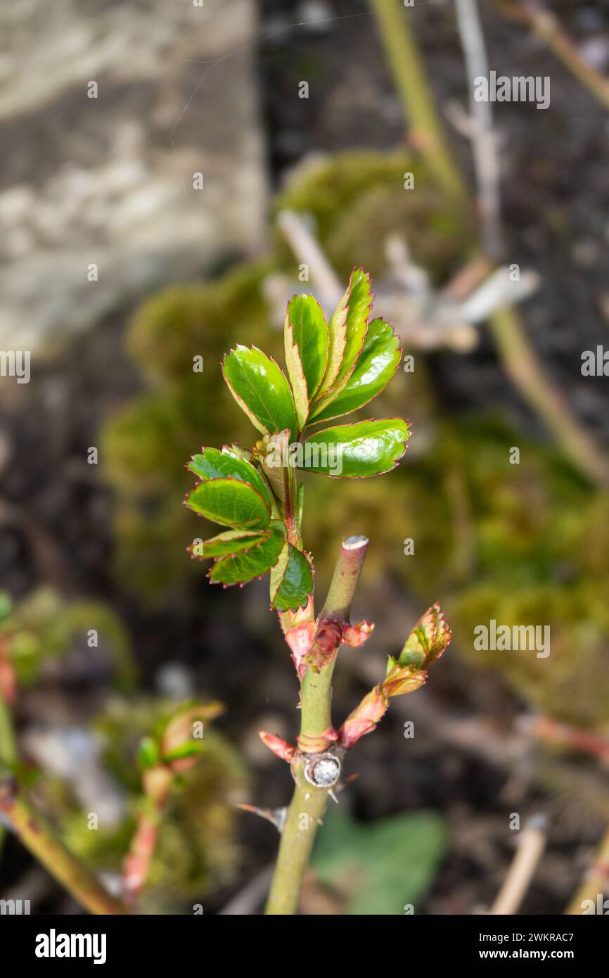 Semis de floraison précoce du printemps sur une petite brindille dans la nature. Gros plan, pas de gens. Banque D'Images