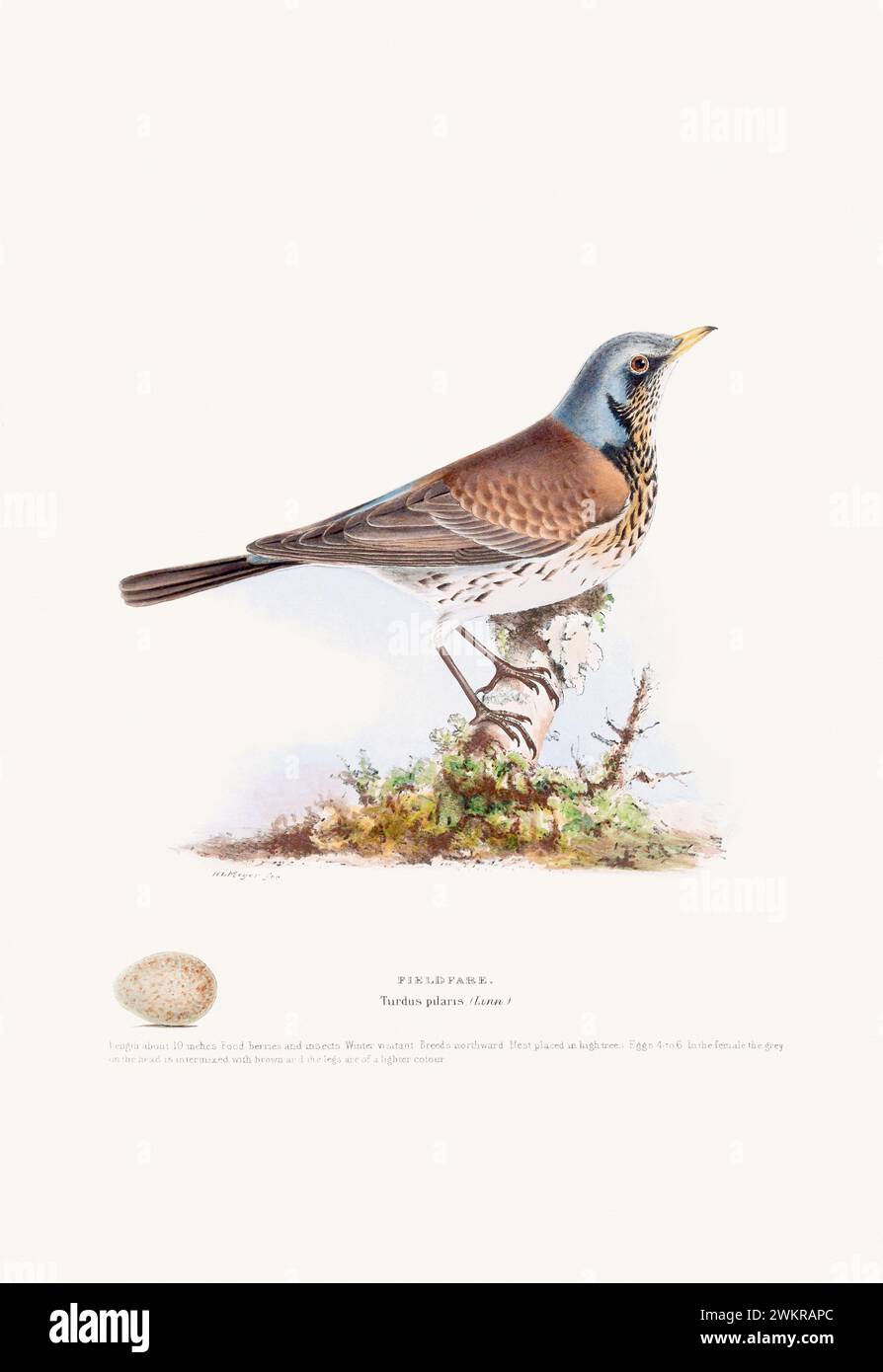 Vintage Bird illustration : une représentation exquise des oiseaux britanniques du 19ème siècle, trouvée dans un livre antique sur les oiseaux. Banque D'Images
