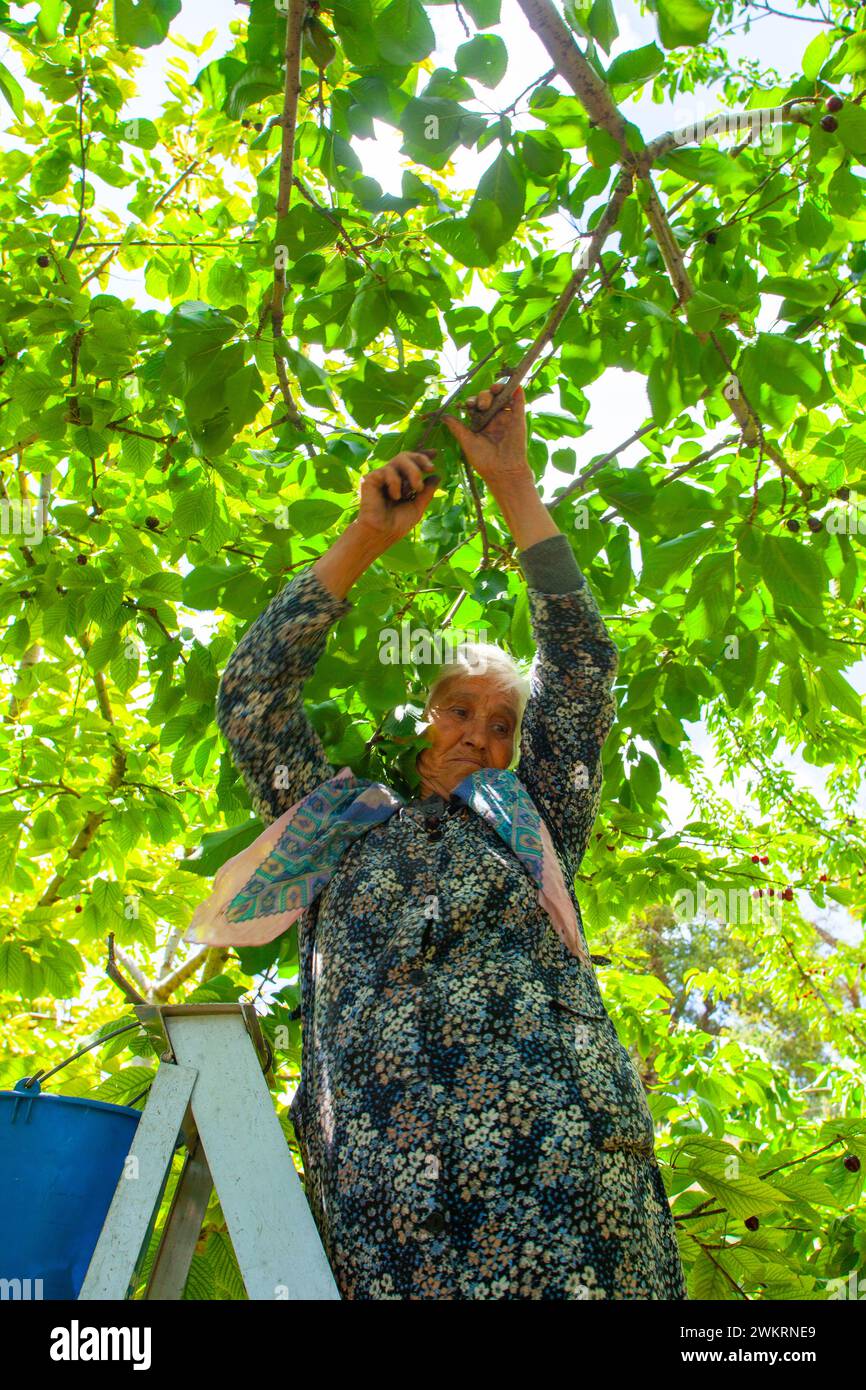 Cueillette de cerises à Chypre Banque D'Images