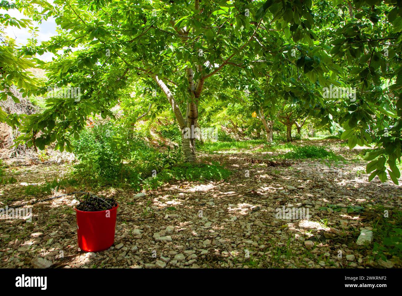Cueillette de cerises à Chypre Banque D'Images