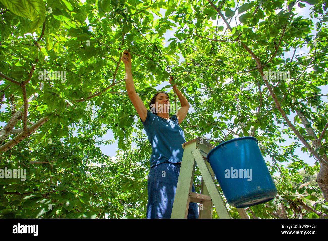 Cueillette de cerises à Chypre Banque D'Images