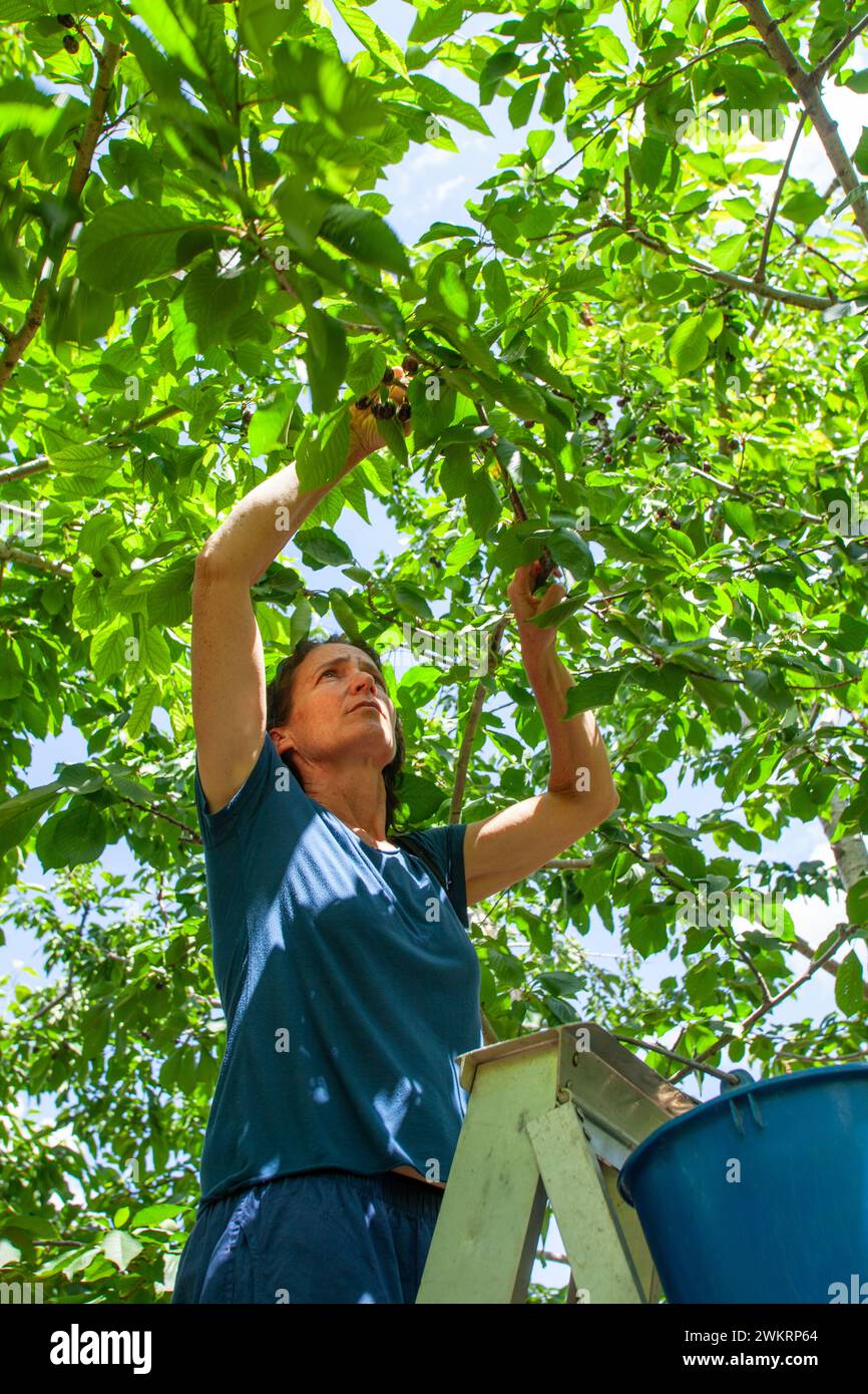 Cueillette de cerises à Chypre Banque D'Images