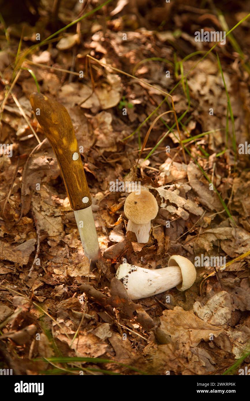 Deux champignons Boletus dans la nature. Les champignons porcini (cep, porcino ou boléte roi, généralement appelé boletus edulis) poussent sur le sol de la forêt parmi les mousses Banque D'Images