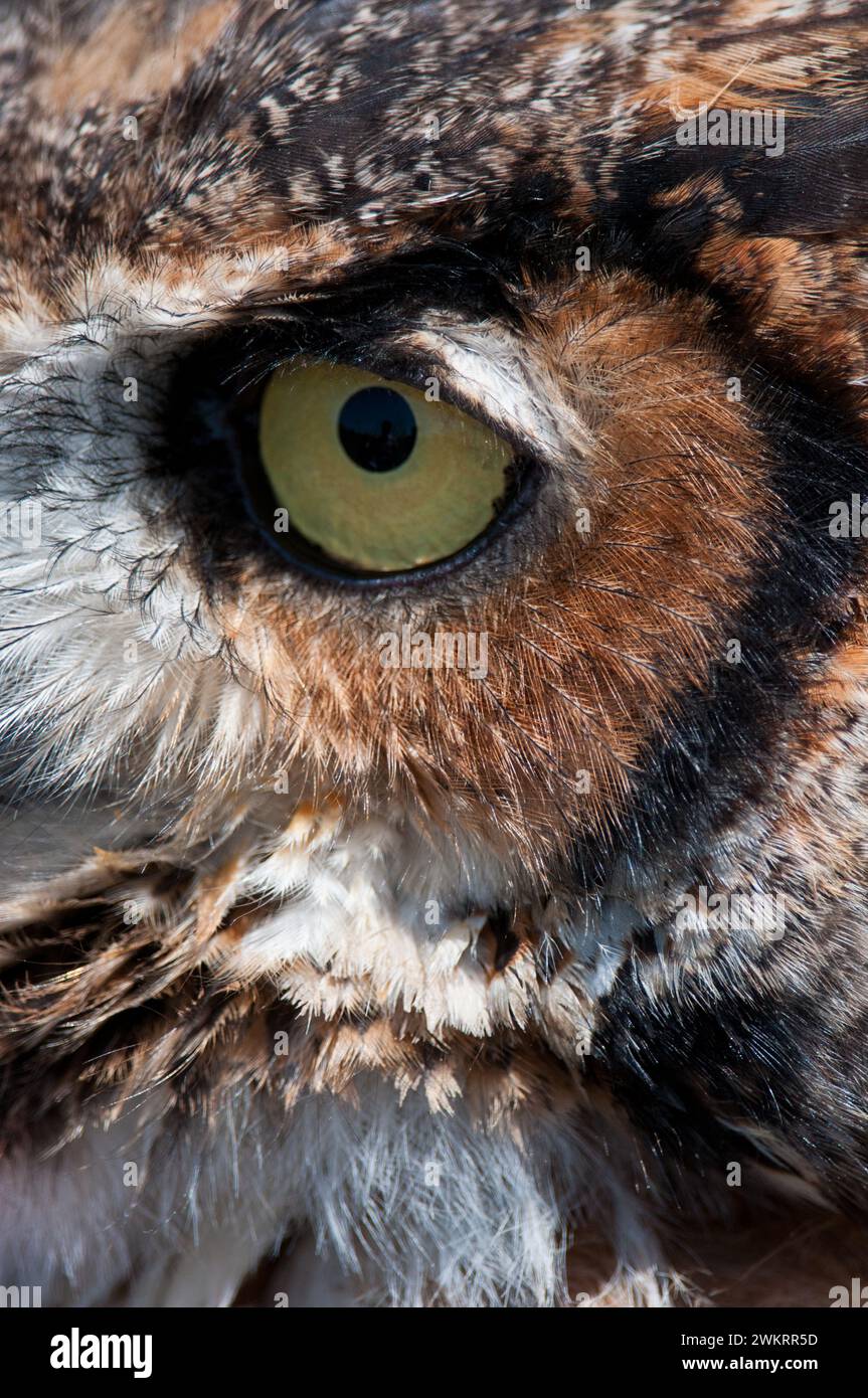Gros plan sur un œil de Great Horned Owl Banque D'Images