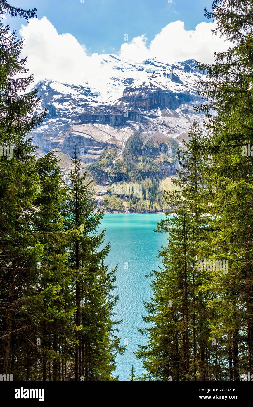 Vue panoramique sur le lac Oeschinen (Oeschinensee) et entre les pins, Suisse Banque D'Images